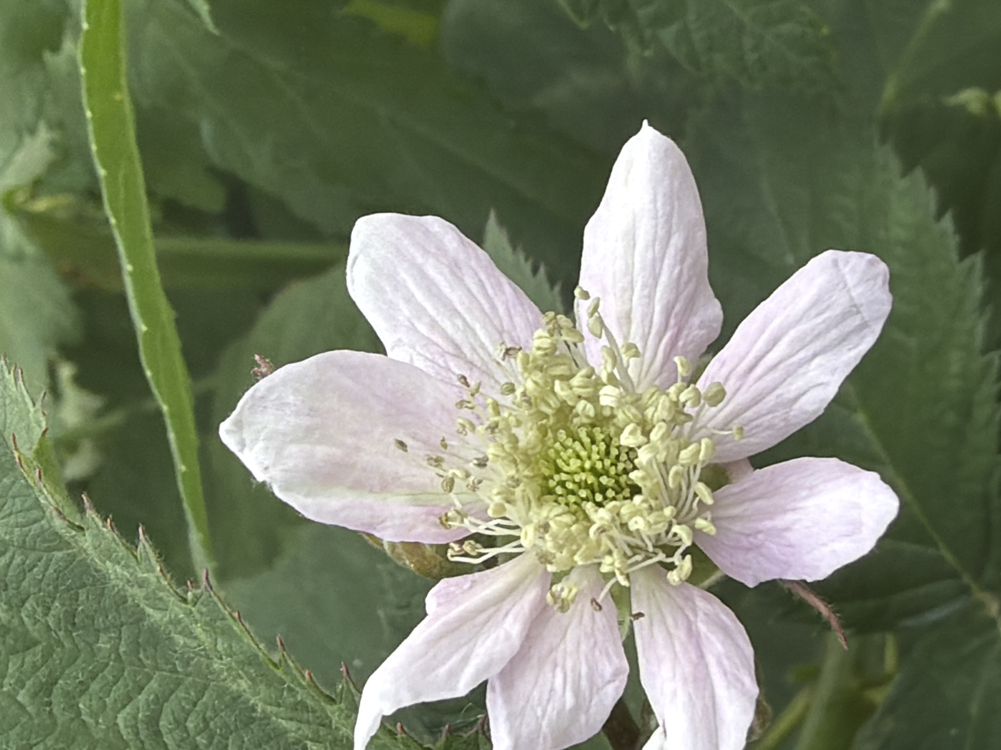 This is a close-up photograph of a single, pale pink flower with delicate, slightly translucent petals. The flower is positioned slightly off-center to the right, with its intricate center a mass of pale green stamens topped with yellow anthers. Fine white filaments extend from the stamens, creating a delicate, almost ethereal look. The flower's petals are broadly ovate and slightly ruffled at the edges, with faint veining visible.
The flower is set against a soft-focus background of lush green foliage. To the left of the flower, a portion of a green stem is visible, appearing somewhat fuzzy. Below the flower, the serrated edge of a leaf is clearly defined, showing its textured surface and a line of fine, reddish-brown hairs along the margin.
The lighting suggests it might be daytime, possibly overcast, as there are no harsh shadows. The overall mood is one of natural beauty and tranquility, focusing on the delicate details of the bloom. The location context of Kazan, Russia, doesn't provide specific visual cues within the image itself, but implies a natural outdoor setting where such flora would be found. There is no visible text in the image.