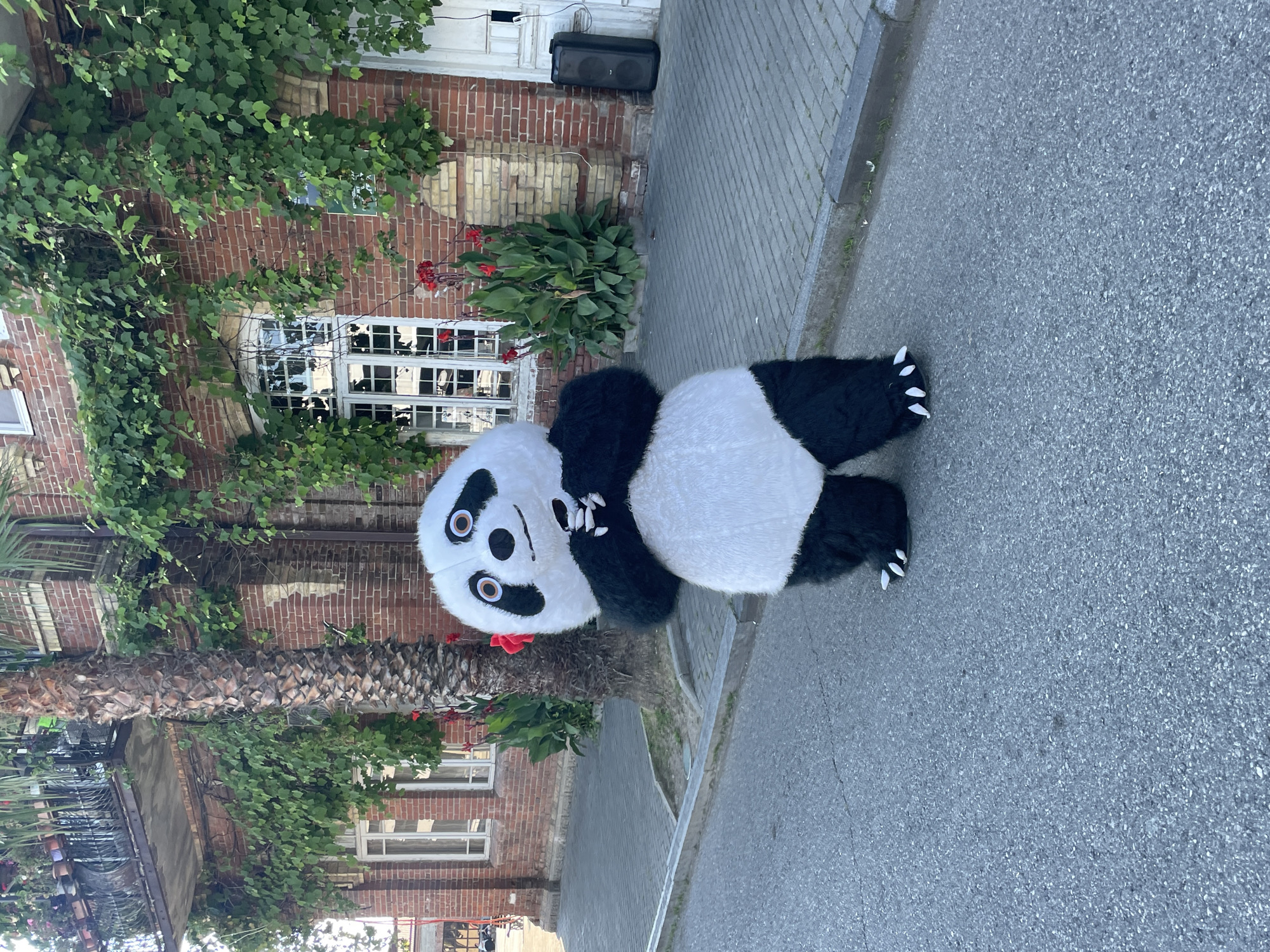 A panda mascot stands on an asphalt road in front of a red brick building. The building has several windows with white frames and is covered in green vines. A palm tree is to the left of the building, and red flowers are planted in front of it. A black speaker is to the right of the building. The panda mascot is white and black with large black eyes and a red flower on its left ear. It is holding its paws up to its chest. The sky is visible in the background. The scene appears to be located in the city of Sokhumi, Abkhazia.