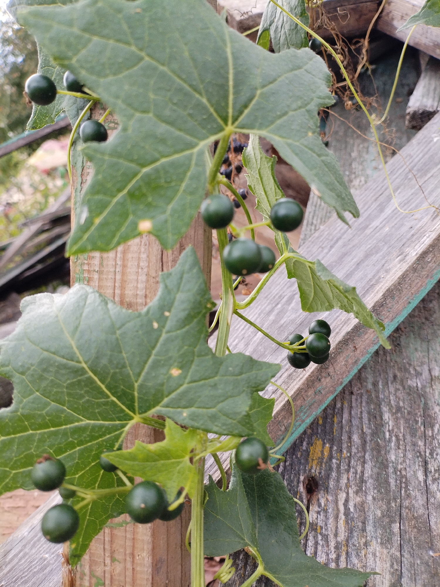 A close-up shot shows a vine with dark green, round berries and large, palmate leaves. The vine is growing against a weathered wooden fence. The berries are clustered on thin stems, and some are partially obscured by the leaves. The leaves have prominent veins and serrated edges. The wooden fence planks are grey and textured, with visible grain and some chipping. In the background, out of focus, are hints of greenery and possibly other wooden structures, suggesting an outdoor setting. The overall impression is one of natural growth juxtaposed with man-made decay. The location is Bialynichy, Belarus.