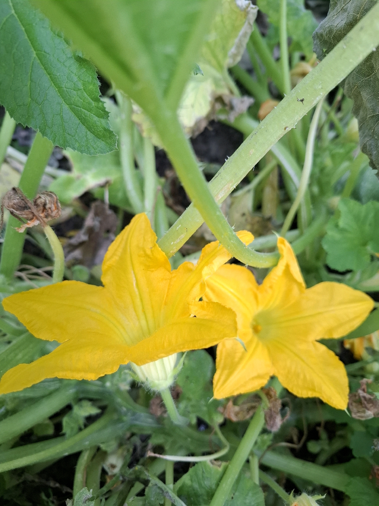 The image shows a close-up of bright yellow squash blossoms amidst lush green foliage. The blossoms are a vibrant yellow with distinct petal shapes. Several thick, green stems, some with small, fuzzy hairs, are visible, along with large green leaves. In the background, there are dried brown remnants of leaves or flowers, and dark soil. The scene appears to be a garden or natural outdoor setting. The image does not contain any specific visual cues to pinpoint its location in Tyumen, Russia.