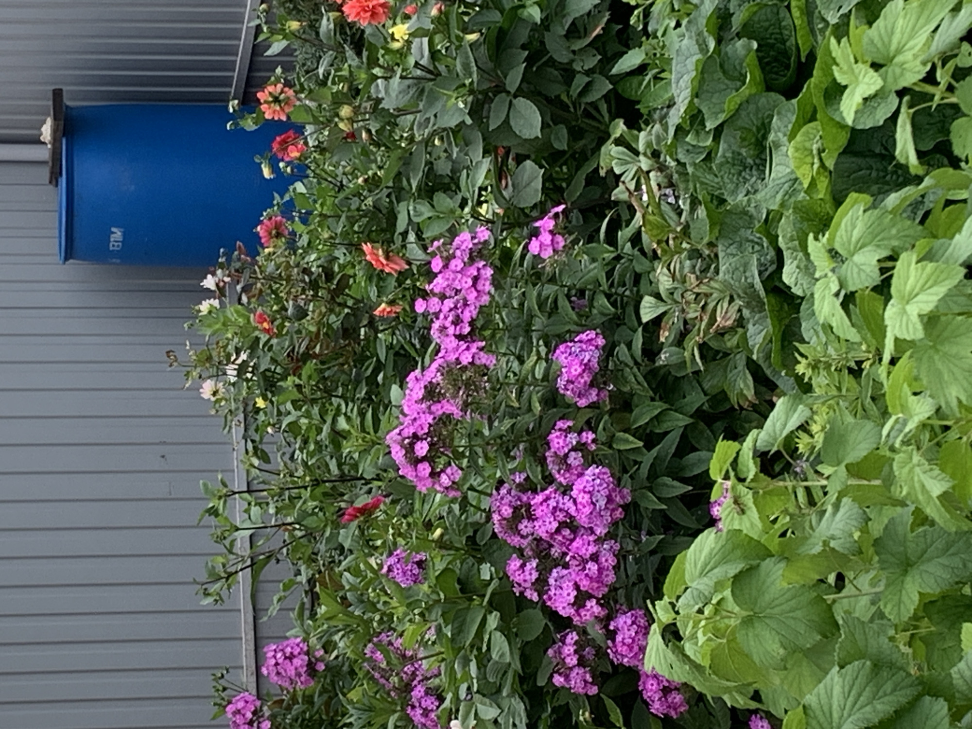 The image depicts a garden scene with a grey corrugated metal fence in the background. To the right of the fence, a large blue plastic barrel is visible. The foreground is filled with lush green foliage and various blooming flowers, predominantly clusters of bright pink phlox. There are also some red and orange dahlias interspersed among the greenery. The overall environment appears to be an outdoor domestic setting.