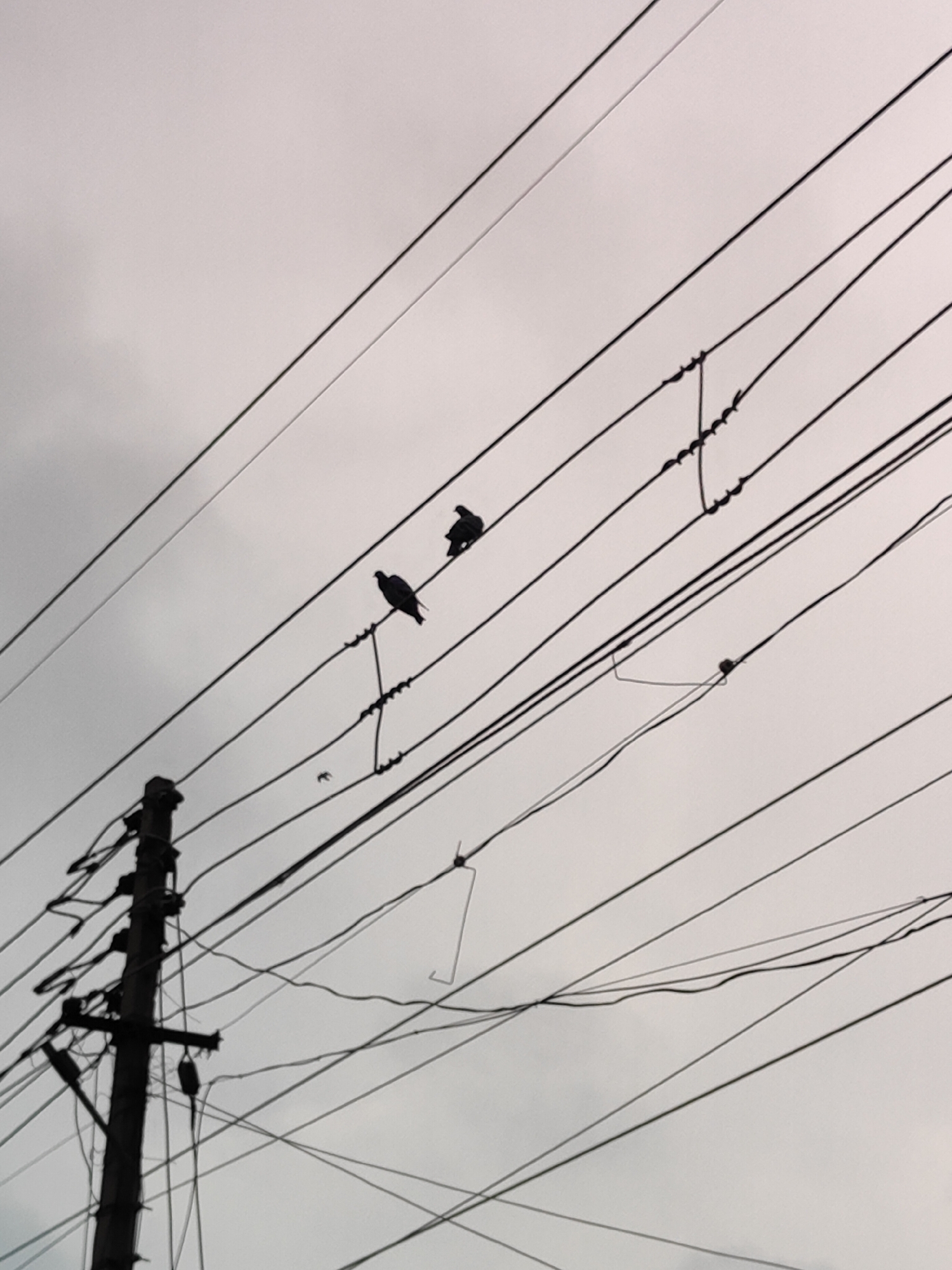 This image depicts a collection of overhead power lines silhouetted against a pale, overcast sky. A utility pole, dark and weathered, stands on the left side of the frame, supporting a tangle of wires. Two birds are perched on separate lines; one bird is on a higher wire towards the right, and another, larger bird is on a lower wire to the left of the first. The lines themselves are numerous and extend diagonally across the frame in various directions, creating a complex network. The overall impression is one of urban infrastructure against a muted sky. This scene is consistent with numerous locations within the city of Gurgaon, India, where such overhead wiring is common.