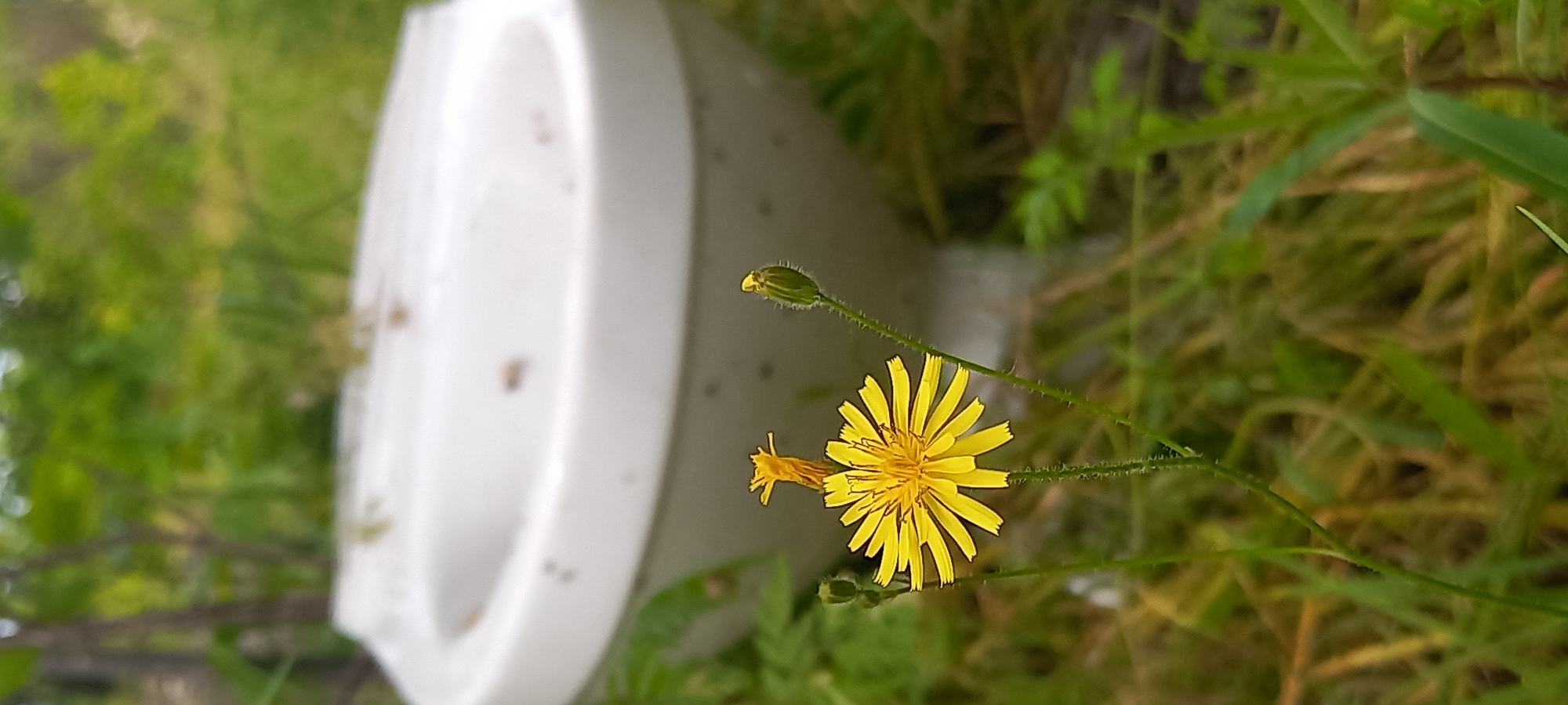 The original image is a close-up, rotated 90 degrees clockwise, showcasing a vibrant yellow flower and bud in the foreground. The main subject is a fully bloomed yellow composite flower, similar to a dandelion or hawkbit, with slender petals radiating from its center. To its upper left, a smaller, unopened yellow bud is visible on a separate stem. Both flower stems are green and appear slightly hairy.
The background is significantly blurred but features a prominent white porcelain object, which appears to be a toilet bowl, lying on its side. The bowl has a distinct rim and opening, and several small, dark specks are visible on its white surface. Surrounding the flower and the porcelain object is a verdant, overgrown landscape of green grass and foliage, with some areas showing hints of drier, brownish vegetation.
The scene is outdoors, under natural daylight. No specific activity is taking place, and no people or visible text are present. The composition creates a juxtaposition between the delicate natural beauty of the flower and the discarded man-made object in a seemingly wild or neglected environment. The location context provided is Kryvyi Rih, Ukraine.