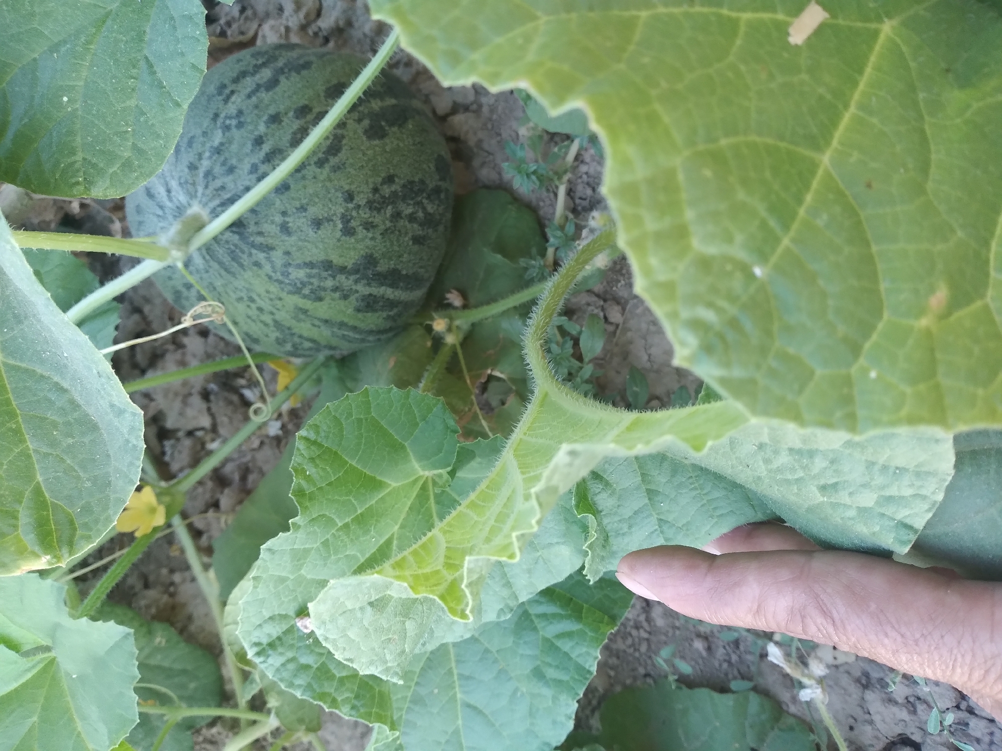 A close-up, eye-level shot captures a developing melon plant in a garden. A single hand, with lightly tanned skin and visible creases, is positioned on the left side of the frame, gently touching a large, green leaf. The leaf, with its prominent veins and slightly serrated edge, fills a significant portion of the foreground. Behind the leaf, a small, unripe melon, exhibiting a mottled pattern of dark green stripes on a lighter green background, hangs from a vine. The melon is supported by a thin, fuzzy stem. Several other broad, green leaves are visible, some obscuring parts of the melon and stem. The ground beneath the plant appears to be dry soil with scattered small weeds. A tiny yellow flower is also visible near the stem. The scene is likely located in a rural or semi-rural setting, possibly in the city of Baki, Uzbekistan, judging by the common agricultural practices in the region. The overall impression is one of natural growth and the initial stages of fruit development.