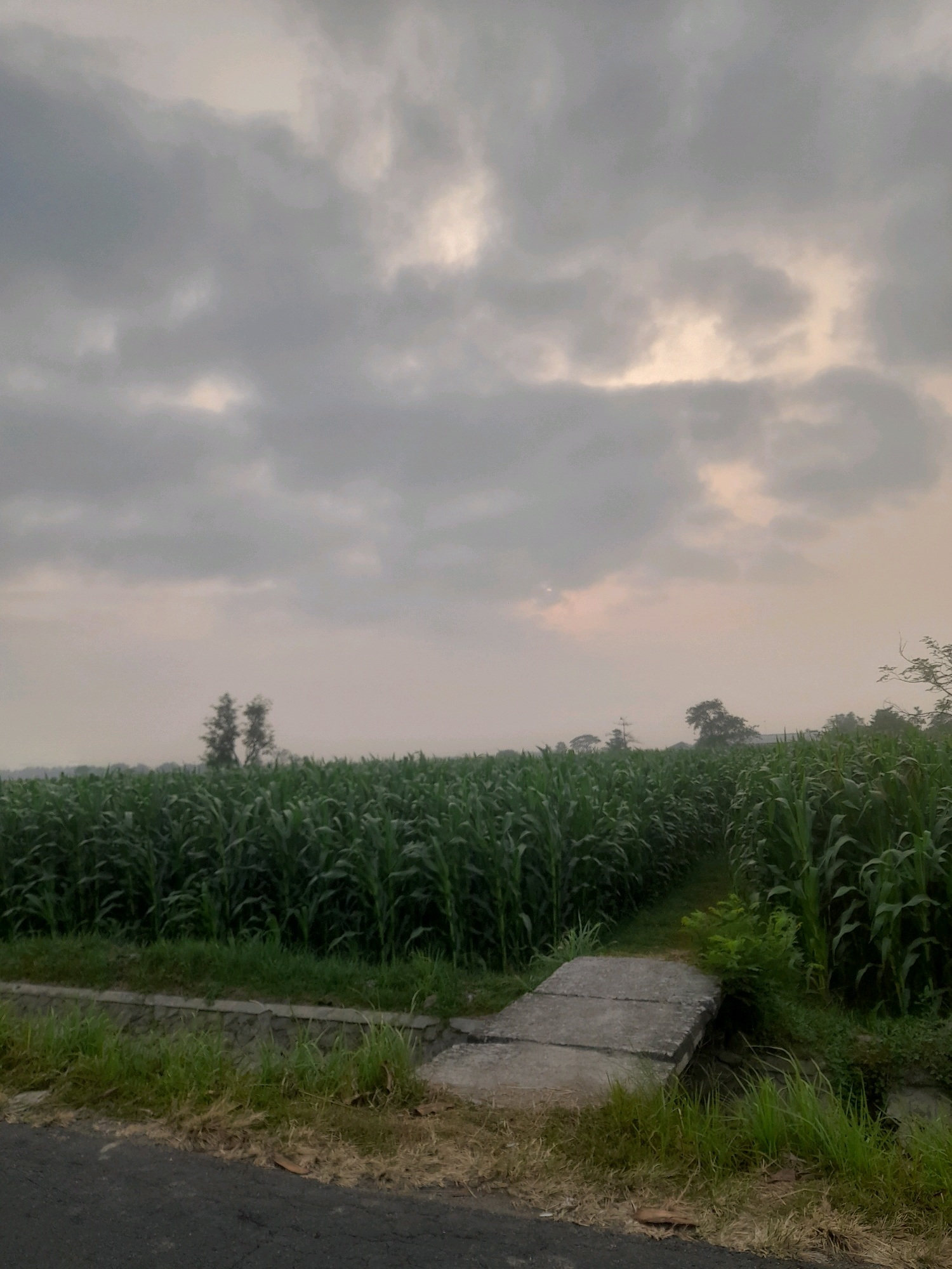 The image depicts an overcast sky with soft, diffused light, suggesting early morning or late afternoon. Below the sky is a lush, green field of tall crops, likely corn, stretching horizontally across the frame. The crops are densely planted, forming a verdant expanse. A narrow, paved path or bridge, made of concrete slabs, crosses a small water channel or ditch in the foreground, leading into the field. The path is bordered by grass and dry vegetation. On the left side of the path, a darker asphalt road is visible, with dry grass and a few fallen leaves on its edge. In the middle ground, a pair of trees stands prominently amidst the field, their dark silhouettes contrasting with the lighter sky. In the distance, the landscape appears hazy, with the outlines of more trees and possibly a hill or mountains. The overall scene conveys a rural or agricultural setting, consistent with the location of Sukoiber, Indonesia, known for its agricultural land. There are no people or animals visible in the image.