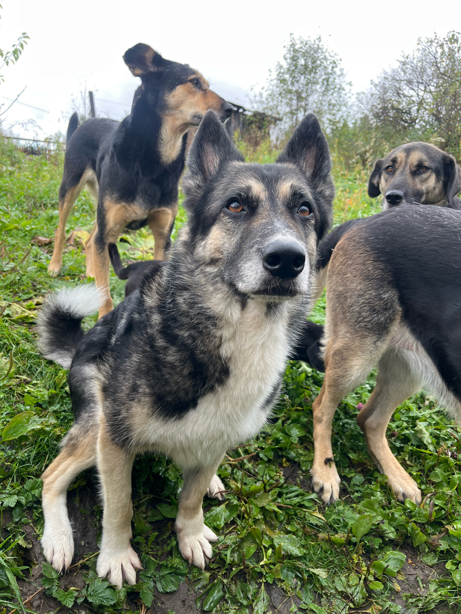 This is a medium shot, eye-level, outdoor photograph of four dogs in a grassy, unkempt area, possibly on the outskirts of Nizhny Tagil, Russia. The dogs are of medium to large size and appear to be mixed breeds.
The dog in the foreground is the most prominent, facing the camera. It has a gray, black, and white coat, with a white chest and muzzle. Its ears are pointed and alert, and its eyes are a warm brown. Its front paws are white, and it is standing with its body angled slightly to the left.
Behind the foreground dog, to its left, is a dog with a black and tan coat. It is standing and looking to the left, with its head tilted. Its tail is visible, held high.
To the right and slightly behind the foreground dog is another dog, mostly obscured, with a black and tan coat. Only its back and hind legs are clearly visible.
Further back and to the right, another dog with a black and tan coat is visible, looking towards the left.
The environment is overgrown with green grass and some scattered brown leaves. The ground appears damp and muddy in places. In the background, there are some trees with bare branches and some foliage, as well as a dilapidated structure, suggesting a rural or neglected urban setting. The sky is overcast and a pale gray. The overall impression is of a group of stray or outdoor dogs in a somewhat wild setting.