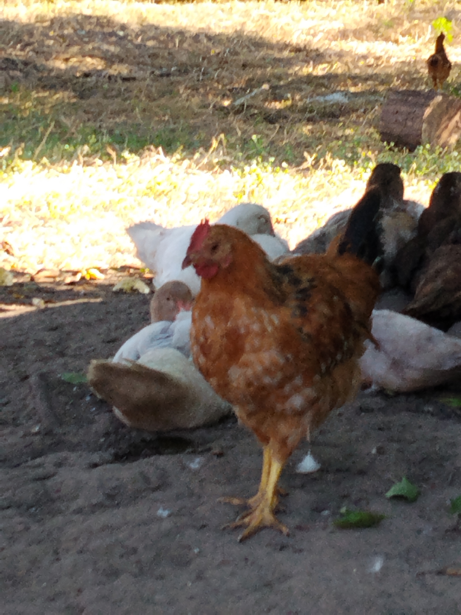 A group of chickens are gathered on the ground in an outdoor area. The foreground is dominated by a reddish-brown chicken standing and facing right, with its legs and feet clearly visible. Behind it, several other chickens are present, some with white feathers and others with darker plumage, appearing to be either sitting or milling about. The ground beneath them is composed of dark soil and scattered dry leaves or straw. In the background, sunlight filters through trees, casting dappled shadows on dry grass and sparse green vegetation. A distant, smaller brown chicken stands on what appears to be a log or mound of earth. The scene suggests a natural, rural environment.