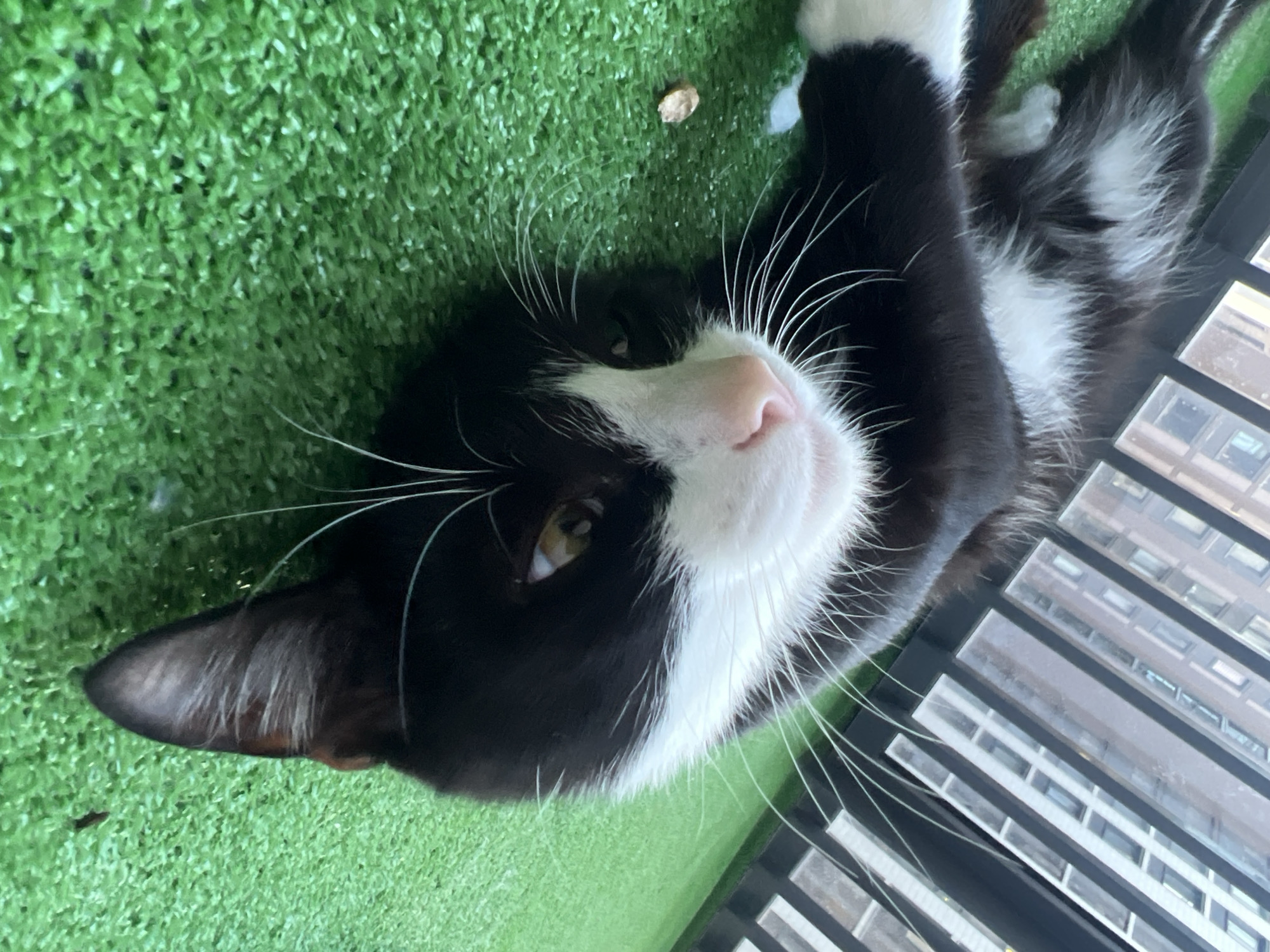 A black and white tuxedo cat is the central subject of the image, lying on its back with its head tilted upwards, looking directly at the camera. The cat has prominent white whiskers, a pink nose, and striking yellow-green eyes. Its fur is a mix of glossy black on its body and ears, and soft white on its chest, chin, and muzzle, with some white fur visible on its paws. One ear is visible, showing a subtle brownish-grey tint inside.
The cat is resting on a vibrant green artificial turf, which covers the ground beneath it. A small, light brown, irregularly shaped object, possibly a piece of kibble or a small leaf, is visible on the turf near the cat's head. In the background, a dark metal railing runs horizontally, indicating an elevated outdoor space like a balcony. Beyond the railing, several tall, light-colored buildings with numerous windows are visible, suggesting an urban environment. The daylight appears bright, casting subtle shadows and illuminating the scene.
The activity depicted is the cat leisurely resting or perhaps posing playfully on what appears to be a balcony in Saint Petersburg, Russia. The cat's expression suggests curiosity or contentment. There is no visible text in the image.