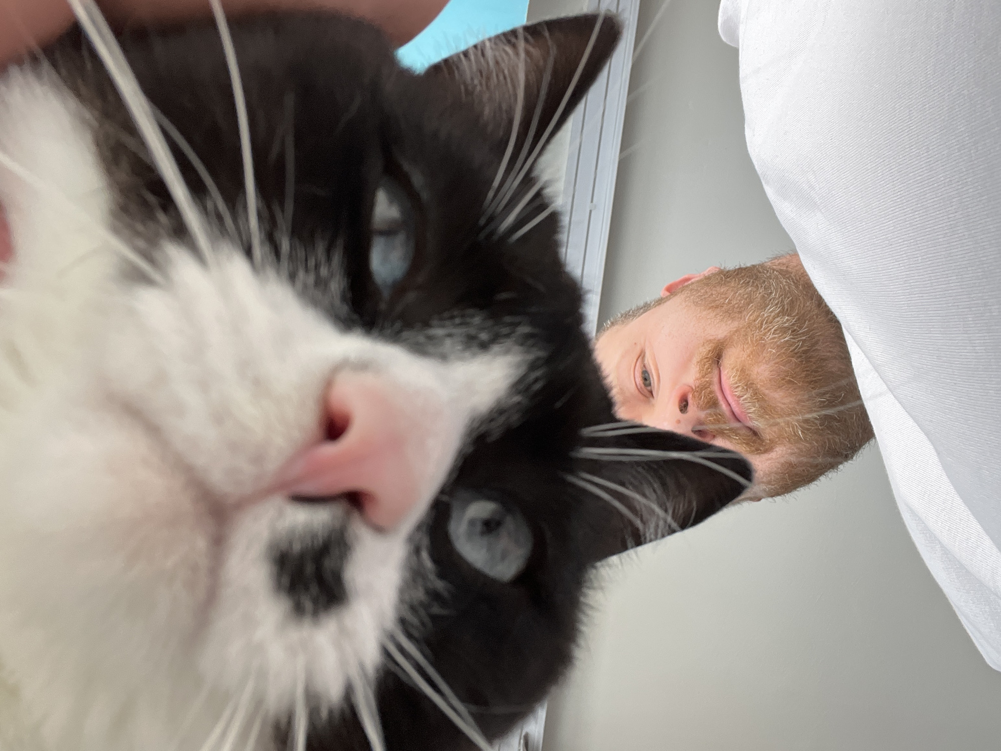 A black and white cat is the primary subject, positioned closely to the camera. Its pink nose is prominent. Behind the cat, a person with light hair and beard is partially visible, wearing a white shirt. The background is a light gray wall with what appears to be a window frame. The image is taken from a low angle, looking up. The location is not discernible based on the image.