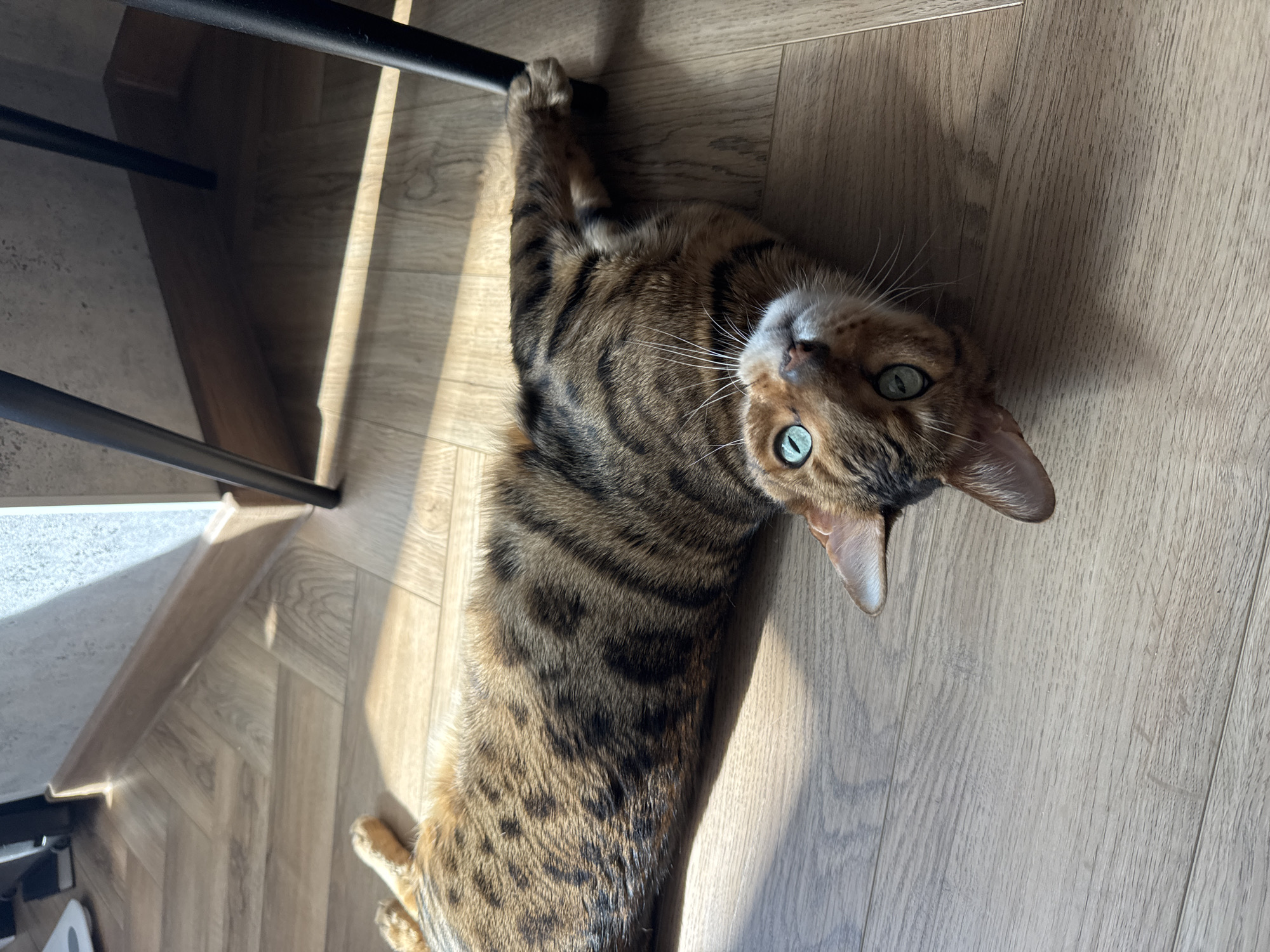 A brown and black Bengal cat is lying on its back on a wood-look floor, paw grasping a black metal leg of a table or chair. The cat is looking up at the camera with its green eyes. The scene appears to be indoors, and sunlight is streaming in from the left, casting shadows. The location is Unknown, Unknown.
