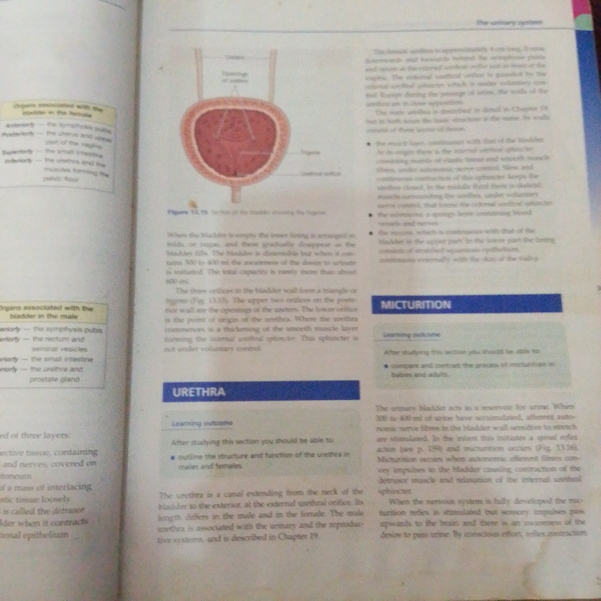 The image displays an open textbook page with anatomical illustrations and accompanying text. On the left side, there's a list of "Organs associated with the bladder in the male." To the right of this list is a diagram of the urinary bladder with labels. Below this diagram is a section titled "URETHRA" with a learning outcome. The right side of the page contains text about the urinary system, a section titled "MICTURITION" with a learning outcome, and further text discussing the urinary bladder and micturition reflex. There is no information in the image that relates to Jalingo, Nigeria.