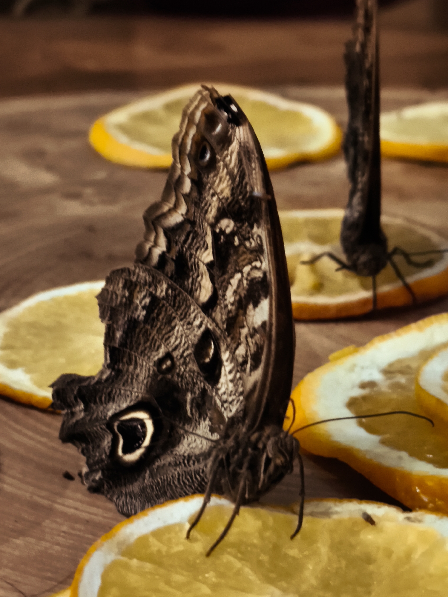 The image is a close-up photograph of two butterflies with brown and tan patterned wings resting on slices of orange. One butterfly, in the foreground and in focus, is positioned facing left, its wings partially closed. It has a prominent eye-spot on its left hindwing, a circular pattern with a black pupil and a yellow and white ring. The other butterfly, in the background and out of focus, is a dark silhouette. The orange slices are arranged on a wooden surface, with some appearing slightly dehydrated. The overall lighting is warm and soft, creating a natural and somewhat artistic feel. The photograph does not contain any information that would indicate a specific location in the city of Gdańsk, Poland.