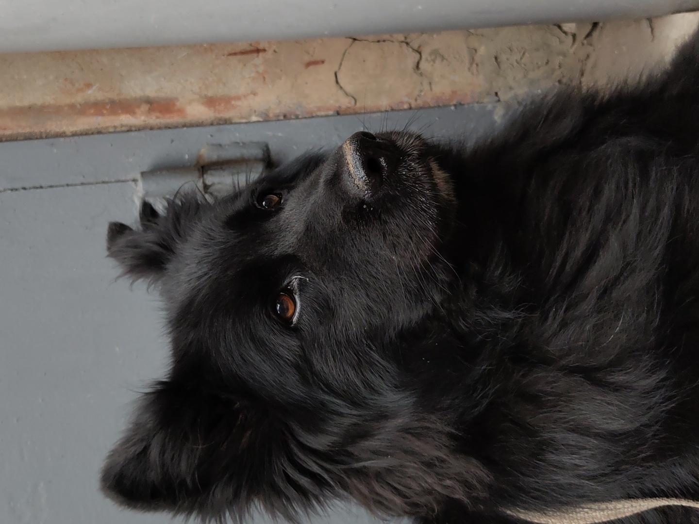 A medium shot, eye-level photograph shows a black, fluffy dog's head and upper chest. The dog has amber eyes, a black nose, and light brown whiskers. Its ears are pointed and fluffy. The dog is looking to its right, off-camera. The background is a gray, textured wall with a brown, vertical object on the right side. The lighting is natural and soft, casting subtle shadows. The dog appears to be wearing a light-colored strap across its chest.