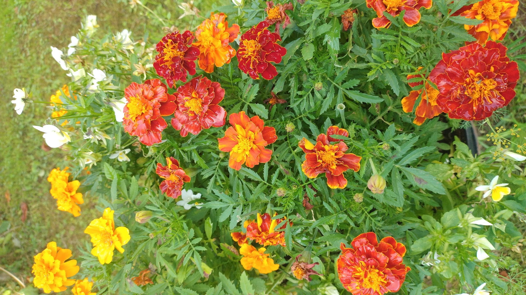 A high-angle, medium shot captures a vibrant cluster of marigold flowers, blooming in various shades of yellow, orange, and red, interspersed with delicate white and yellow pansies. The marigolds, with their ruffled petals and bright centers, are the dominant subject, densely packed amidst lush green foliage. Some of the marigolds are fully open, revealing intricate petal structures, while others are still in bud form, their green casings tightly enclosing the nascent blooms. Droplets of water glisten on the petals and leaves, suggesting recent rain or dew. The background is softly blurred, showing hints of green grass and the muted tones of what could be a garden setting, possibly in the city of Jelgava, Latvia. The overall impression is one of natural beauty and the rich palette of a blooming garden.