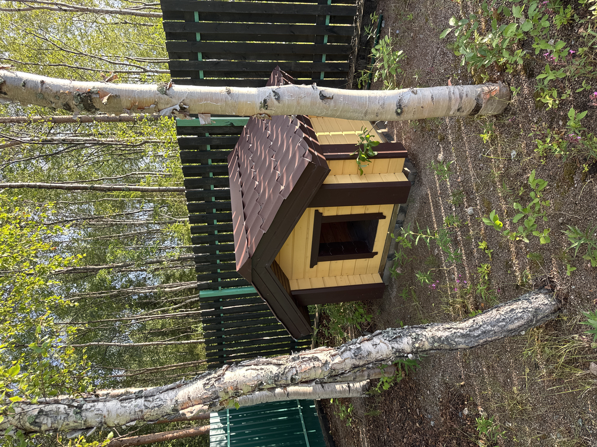 A medium shot captures a yellow doghouse with a brown roof and trim, situated on a gravelly ground surrounded by vegetation. Two white birch trees flank the doghouse, with their trunks prominently featured in the foreground. A dark wooden fence runs across the background, partially obscured by a green metal fence on the left. The scene is illuminated by natural sunlight, casting shadows across the ground. The environment appears to be a backyard or a wooded area, with a dense line of deciduous trees visible beyond the fence. The doghouse has a dark-colored opening.