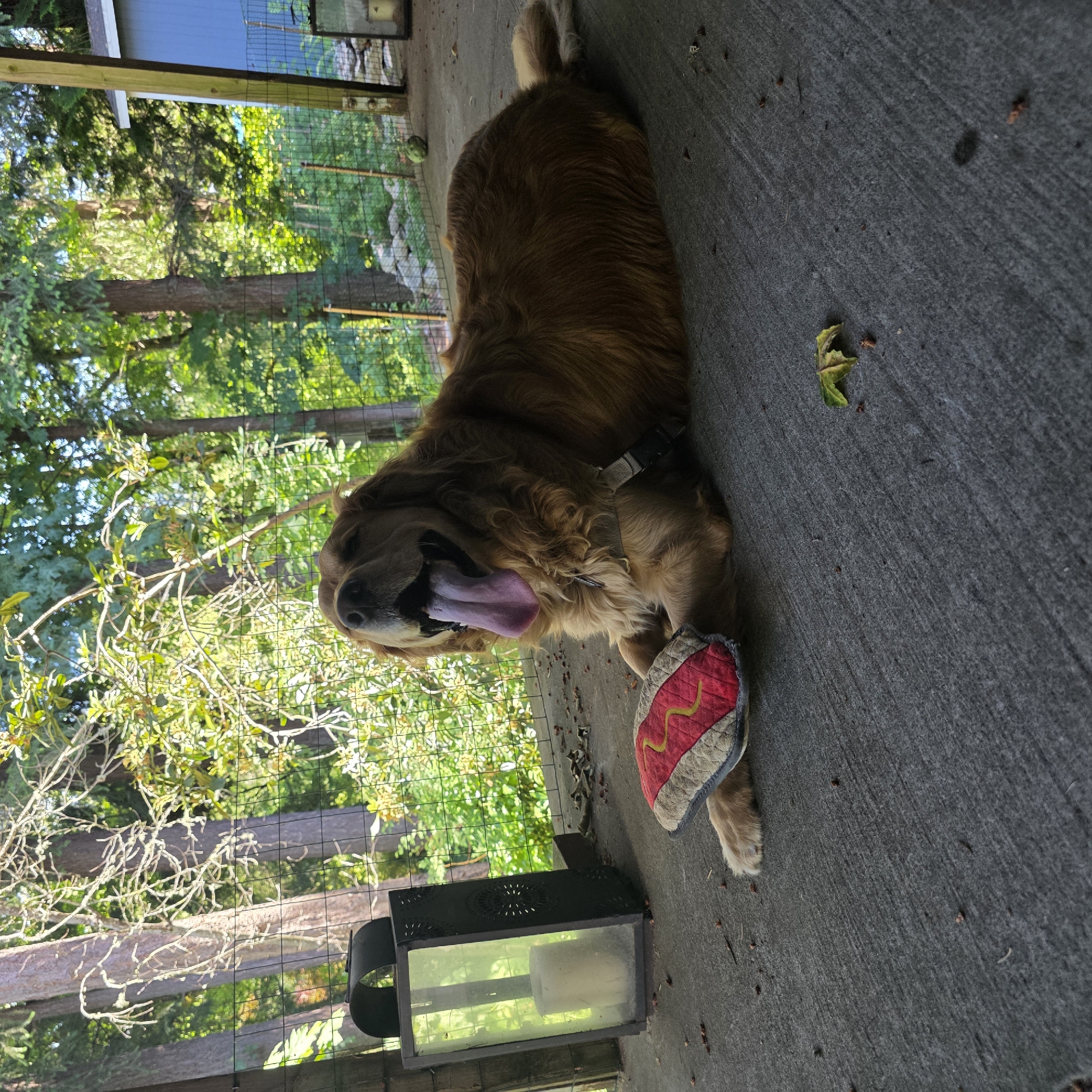 An adult male Golden Retriever lies on a concrete patio, panting with its tongue hanging out. The dog is wearing a harness and has a toy hot dog in front of its left paw. To the left of the dog is a black lantern with a lit candle inside. The patio is surrounded by trees and a wire fence. In the background, a blue building is partially visible. The scene is outdoors, suggesting a backyard or patio area. The lighting indicates it is daytime, likely late afternoon given the shadows. There is a single fallen leaf on the concrete near the dog. The overall impression is one of a relaxed, domestic setting in a semi-natural environment.