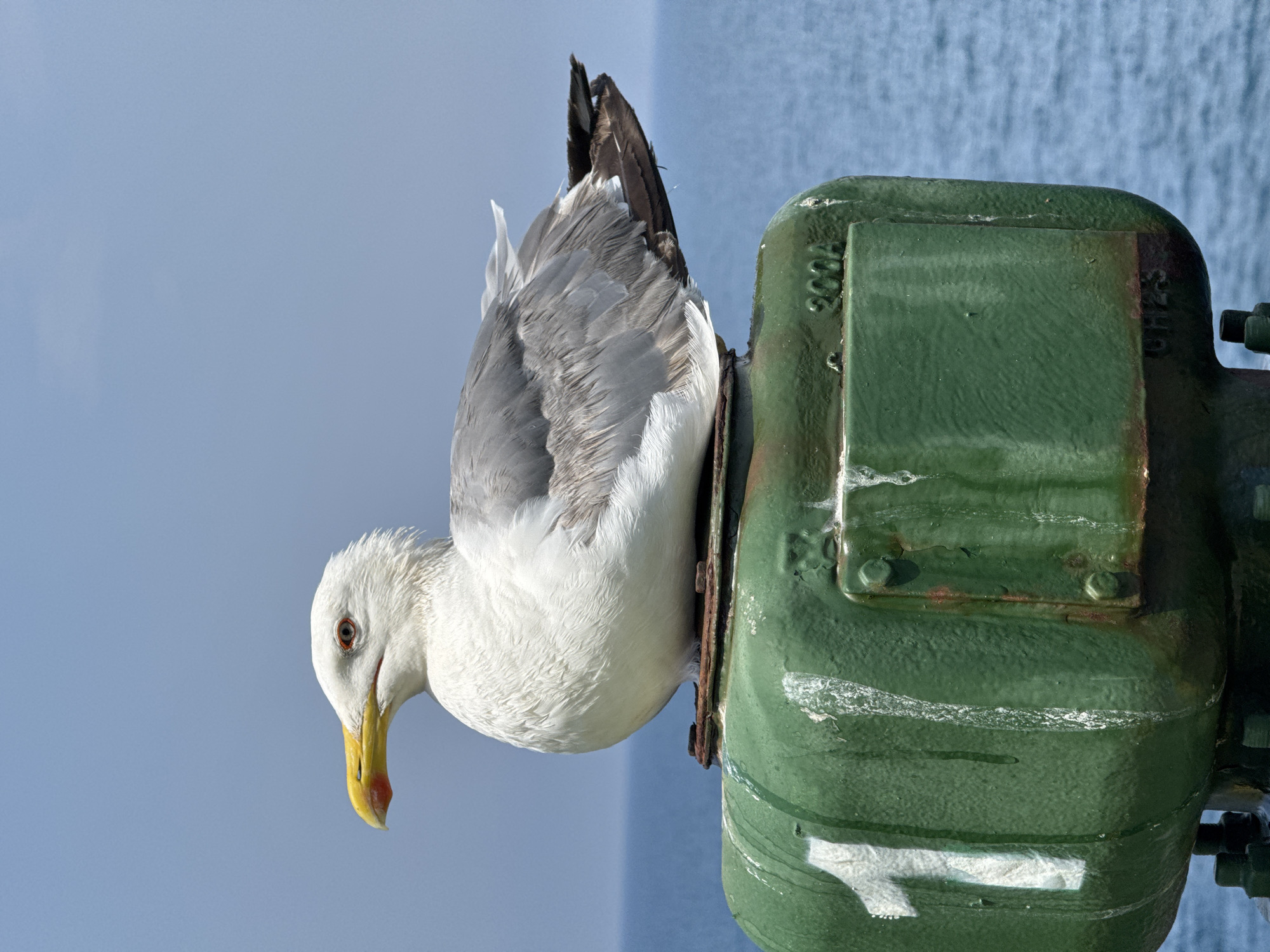 A close-up shot features a seagull perched on a weathered green metal object, possibly part of a ship or industrial equipment, against a backdrop of a hazy blue sky and a blurred body of water. The seagull, with its white and gray plumage, is positioned with its head turned downwards, revealing a yellow beak with a red tip and a sharp, alert eye. Its body is partially obscured by the green object, which appears to be cylindrical and mounted vertically. The object is painted a dark, muted green with visible signs of wear, including rust spots and peeling paint, particularly around rivets and edges. There are white markings and possibly some faint lettering on its surface. One marking appears to be a white "1" or a stylized arrow. The sky is a uniform, pale blue, suggesting an overcast or hazy day. The water in the background is a muted blue-gray, with a slightly textured surface, hinting at calm conditions. The overall impression is one of a common sight in a coastal or maritime environment, with the seagull as the central subject. There is no clear indication of the time of day, but the lighting suggests it could be daytime. The location context is Mers El Hadjadj, Algeria, which aligns with a coastal setting.