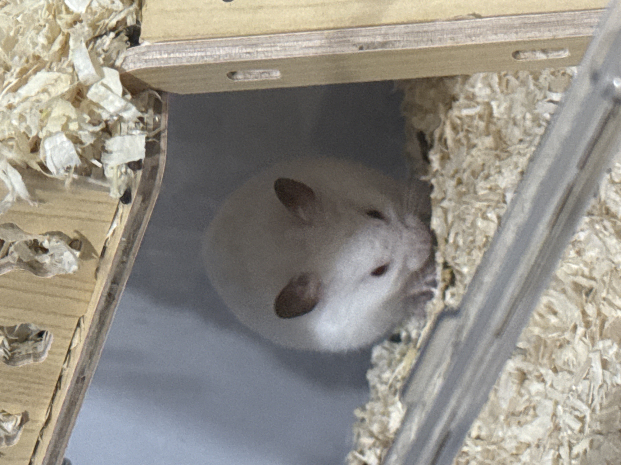 A white hamster is nestled inside a wooden structure filled with wood shavings. The hamster is facing forward with its eyes closed, appearing to be sleeping. The structure has a light gray interior wall and a wooden exterior. The image is cropped to focus on the hamster and its immediate surroundings. The exact location in Vostok, Kyrgyzstan is not discernible from the image.