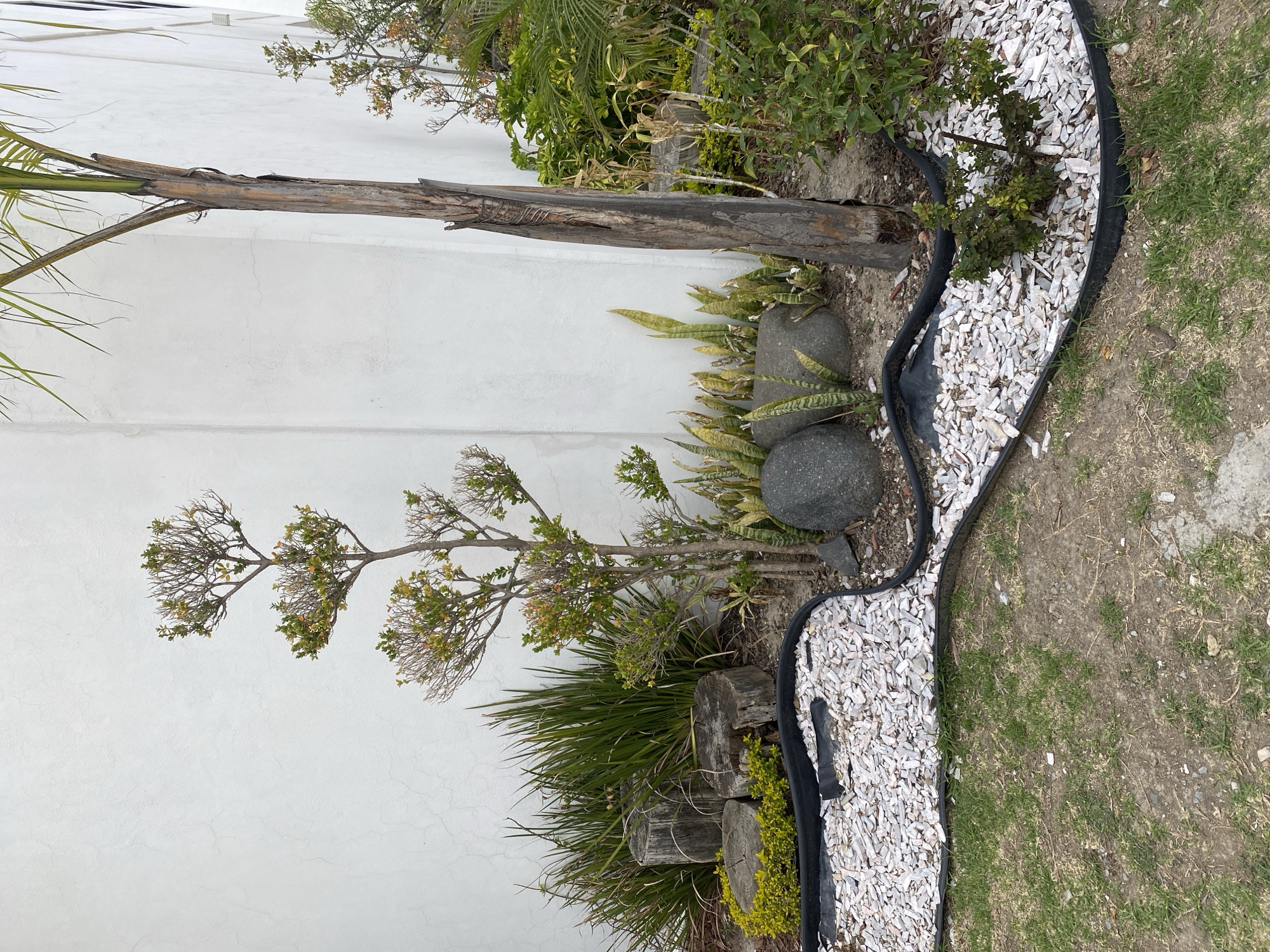 The image depicts a small garden bed against a white wall in an unknown location. The bed is lined with black plastic edging and filled with white gravel, partially covering the soil. Various plants, including a palm tree trunk extending horizontally from the wall, a leafy green bush with small, sparse leaves, and several other unidentified green plants, grow within the bed. Two dark grey rocks are also visible among the plants. Beyond the bed, a patch of grass extends into the distance.