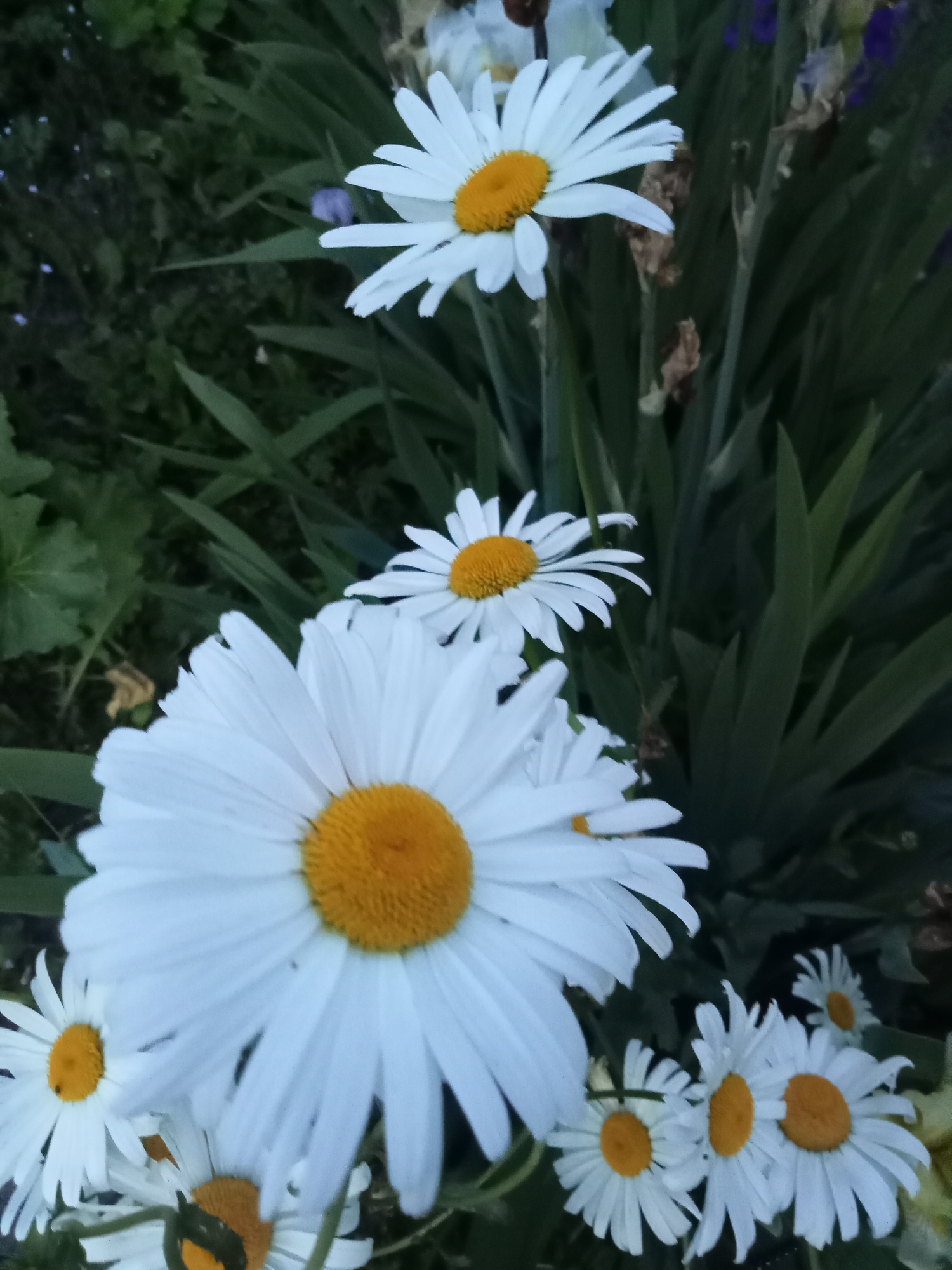 A low-angle, close-up, medium shot captures a cluster of white daisies with yellow centers set against a dark, blurry background of greenery and foliage. The daisies vary in size, with the largest one in the foreground filling the bottom left and center of the frame. Its petals are sharp and distinct, while the yellow center is textured. Several smaller daisies are visible behind it, some in focus and others blurred. Hints of purple iris flowers and brown, dried plant matter can be seen in the background, contributing to the natural, garden-like setting. The lighting is dim, suggesting it may be dusk or shade. There are no people or discernible actions in the image.