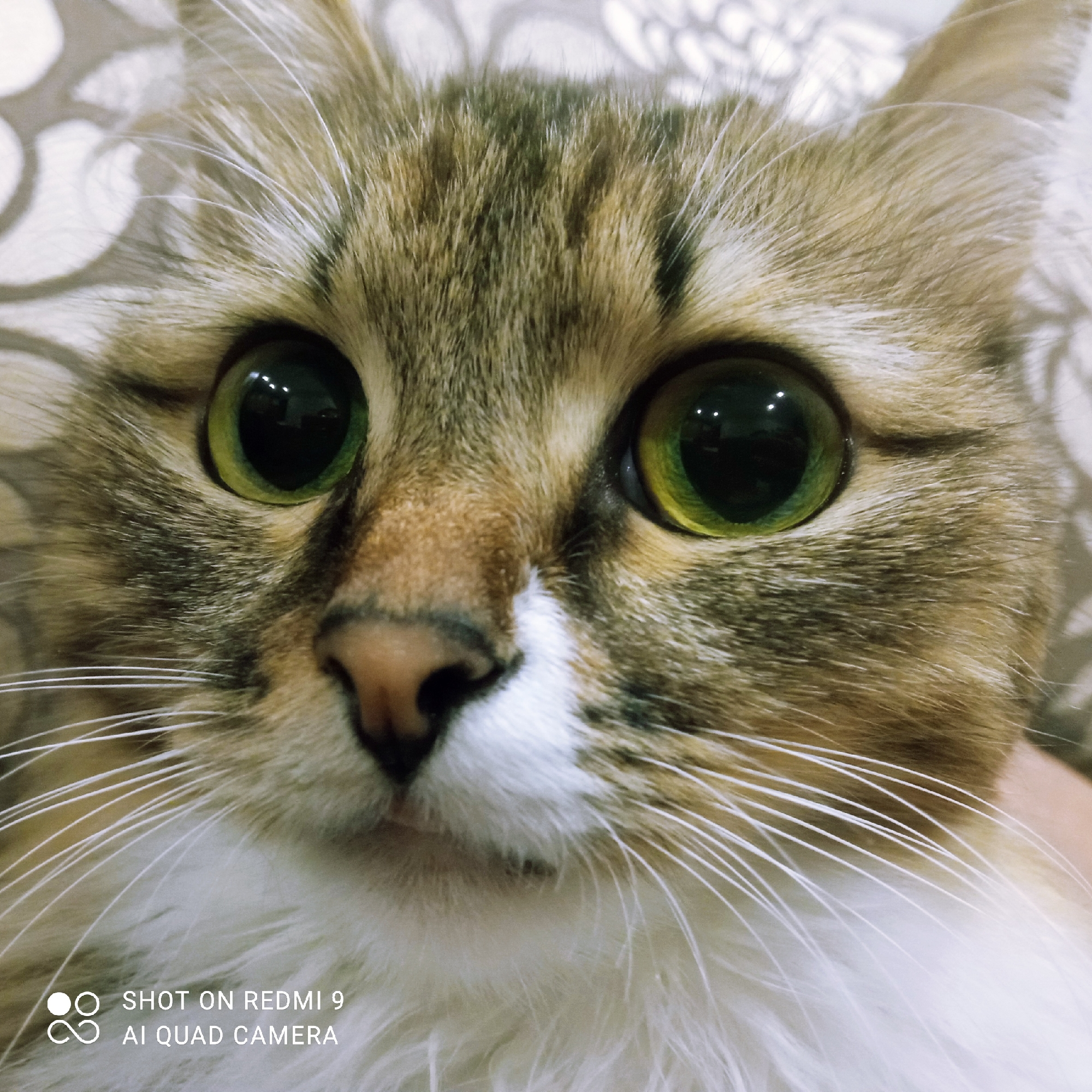 The image is a close-up, eye-level portrait of a domestic cat's face. The cat has large, round green eyes with dark pupils reflecting light. Its fur is a mix of brown, grey, and white. The background is out of focus and appears to be a patterned fabric. There are no people or any visible elements indicating a specific location in Chaikovsky, Russia, or any other urban environment. The bottom left corner of the image contains a watermark that reads "SHOT ON REDMI 9 AI QUAD CAMERA".