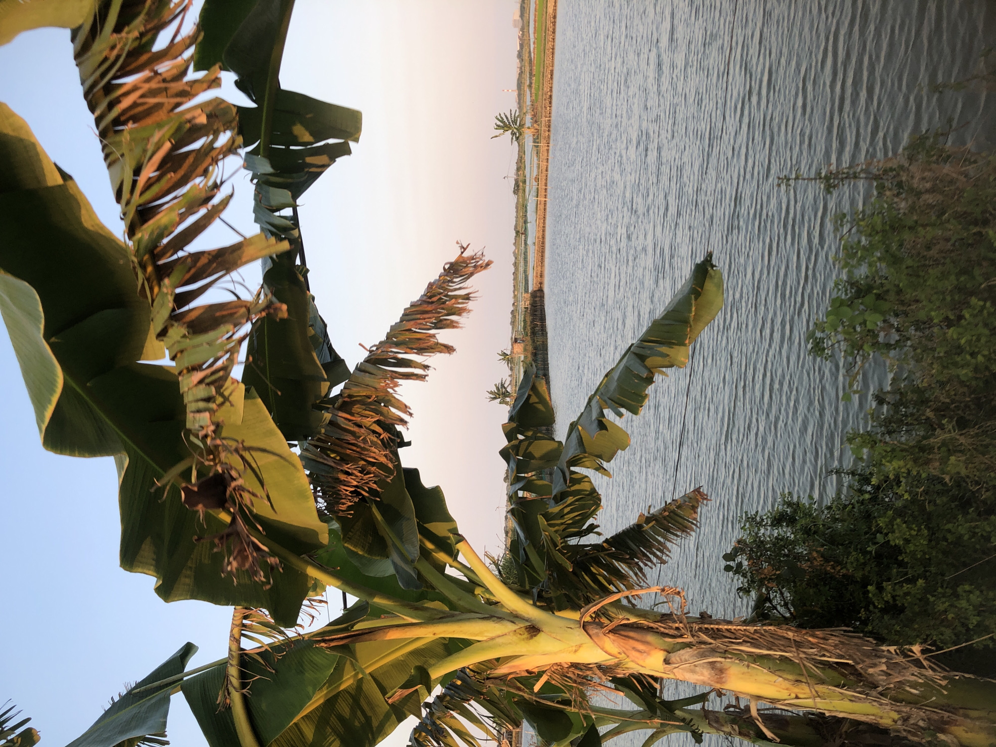 The image shows a body of water, likely a pond or canal, in Plumbon, Indonesia. In the foreground, the trunk and large leaves of a banana tree are prominent, with some leaves appearing dry and torn. The water has a slightly rippled surface, reflecting the pale sky which transitions from a light blue at the top to a soft pink or peach hue near the horizon. In the middle ground, the water extends towards a distant bank lined with some low vegetation and structures, possibly a fence or barrier. A few palm trees are visible in the distance, along with what appears to be agricultural fields. On the far horizon, faint outlines of industrial structures, possibly a chimney or tower, can be discerned. The lighting suggests it is either early morning or late afternoon, with the sun low in the sky casting a warm glow. There are no people or animals visible in the scene.