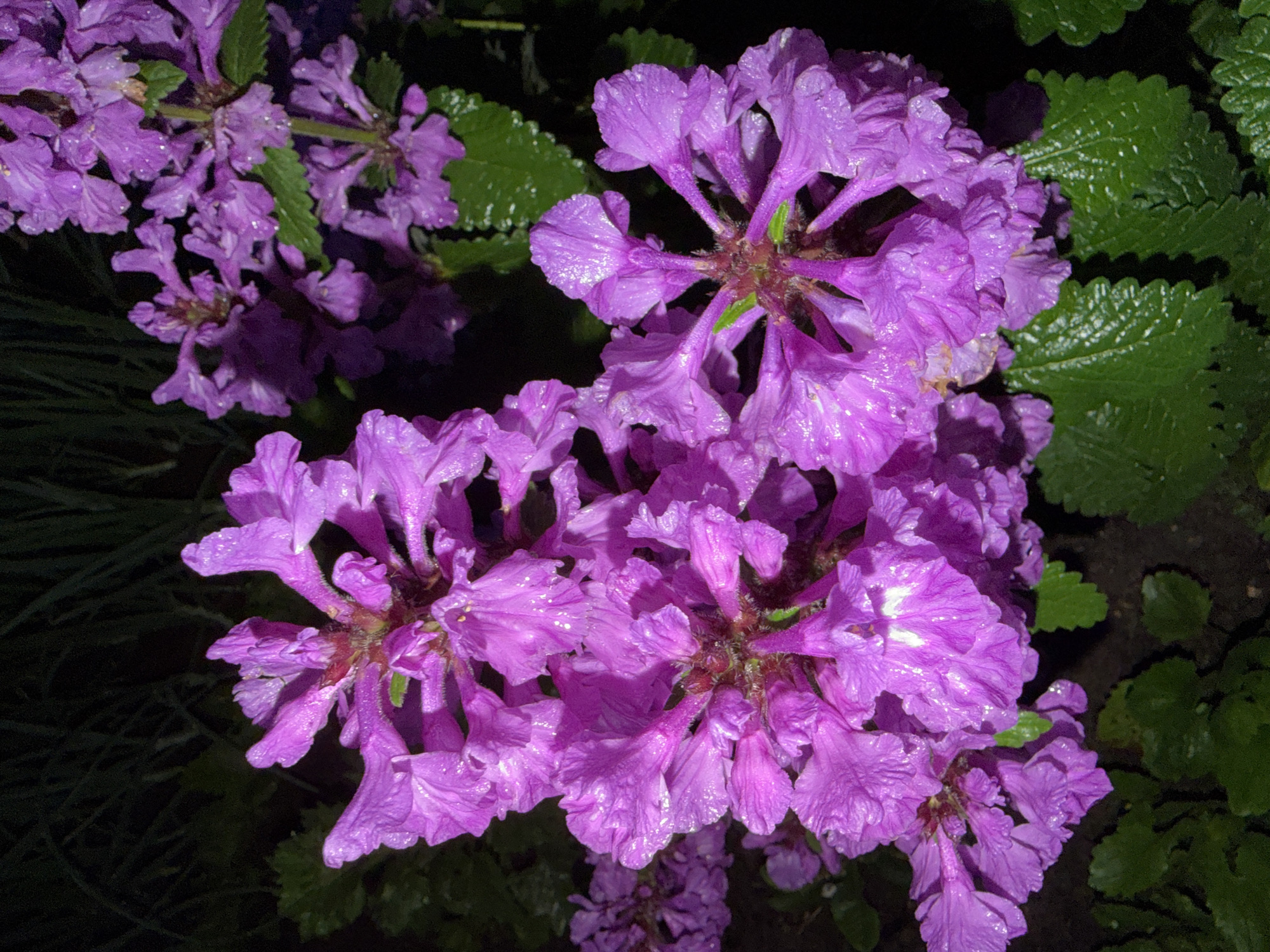 This media file is a close-up, eye-level shot of clusters of small, vibrant purple flowers, likely captured at night or in low light conditions. The flowers have a delicate, almost ruffled appearance and are covered in tiny water droplets, suggesting recent rain or dew. The lighting creates a dramatic effect, highlighting the textures and translucence of the petals while casting deep shadows.
In the background, there are hints of dark green foliage, some leaves appearing wet and shiny like the flowers, and out-of-focus dark areas that suggest a natural setting, possibly a garden or a wooded area. The overall mood is serene and slightly mysterious due to the darkness and the dew-kissed flowers.
There are no people or text visible in the image. The focus is entirely on the intricate beauty of the blooming flowers. Given the location context of Шемордан, Russia, it's possible these are common wildflowers or garden plants native to the region. The time of day is suggested to be evening or night due to the darkness.