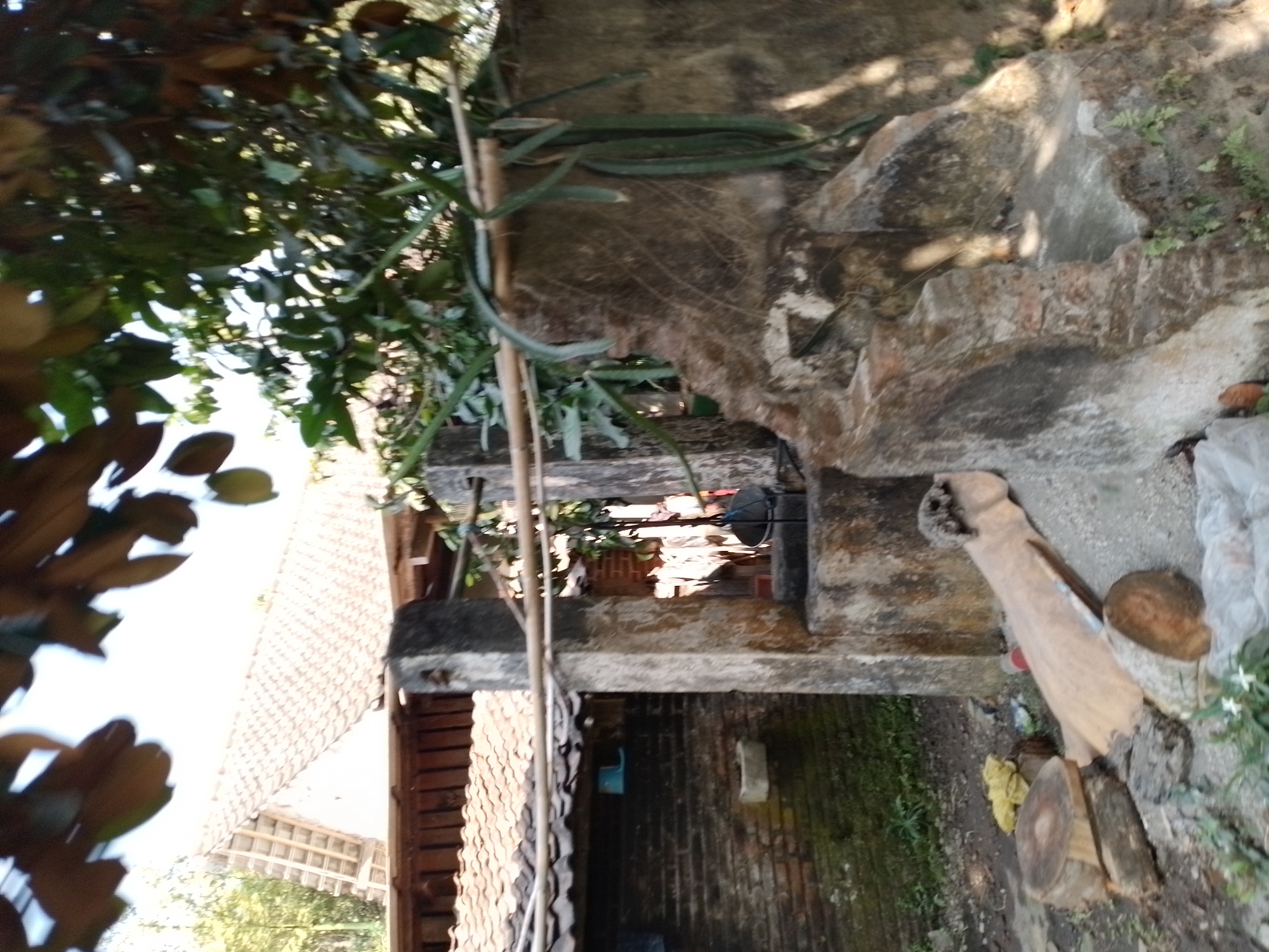 The image depicts an outdoor scene in what appears to be a rural or semi-rural environment. The foreground is cluttered with various objects, including cut logs, a long piece of wood, and some fabric. To the left, a brick wall is visible, partially covered in moss, with a small white object, possibly a sink, mounted on it. A blue bucket hangs on the wall above the sink. In the background, a tiled roof of a building is prominent, with trees and foliage extending into the frame from the right and top. A concrete structure with rough, weathered surfaces dominates the right side of the image, with some greenery growing around its base. Sunlight filters through the leaves, casting shadows on the scene. The overall impression is one of a slightly neglected, working outdoor space.