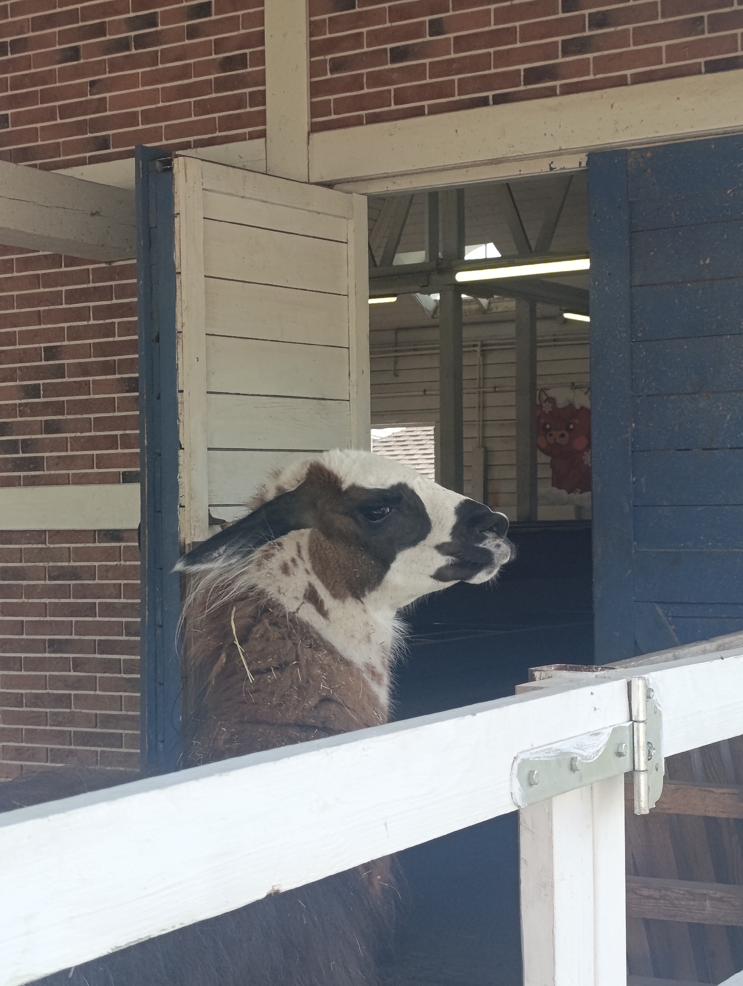 A llama stands behind a white fence in Ivanovskoe, Russia. The animal is brown and white, and faces right. Hay clings to its brown fur. Behind the llama are open barn doors; one door is blue, the other is white. The barn's exterior is red brick. The interior of the barn appears to have a drawing of a llama on the wall.