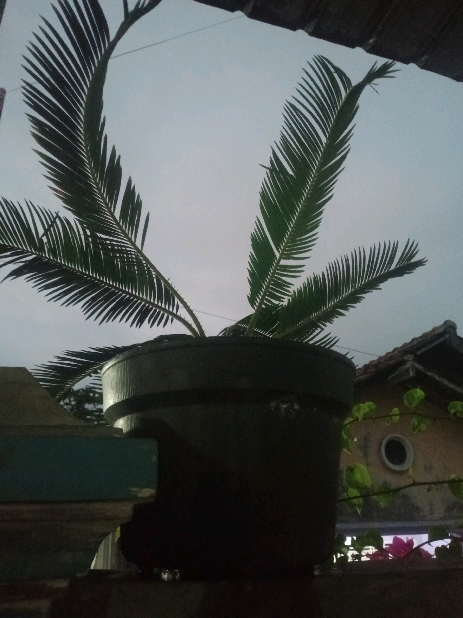 A potted plant with large, fanned leaves sits on a ledge in what appears to be an outdoor setting at dusk or dawn. The plant is in a dark-colored pot, and its fronds extend upwards and outwards against a pale sky. To the right of the plant, a section of a building with a terracotta-tiled roof and a circular window is visible. Green vines with small leaves are growing on the side of the building. In the foreground, there is a dark, textured surface, possibly a wall or railing, and a hint of a teal-colored object. The overall impression is that of a residential area in Bandar Lampung, Indonesia, captured during a low-light time of day.