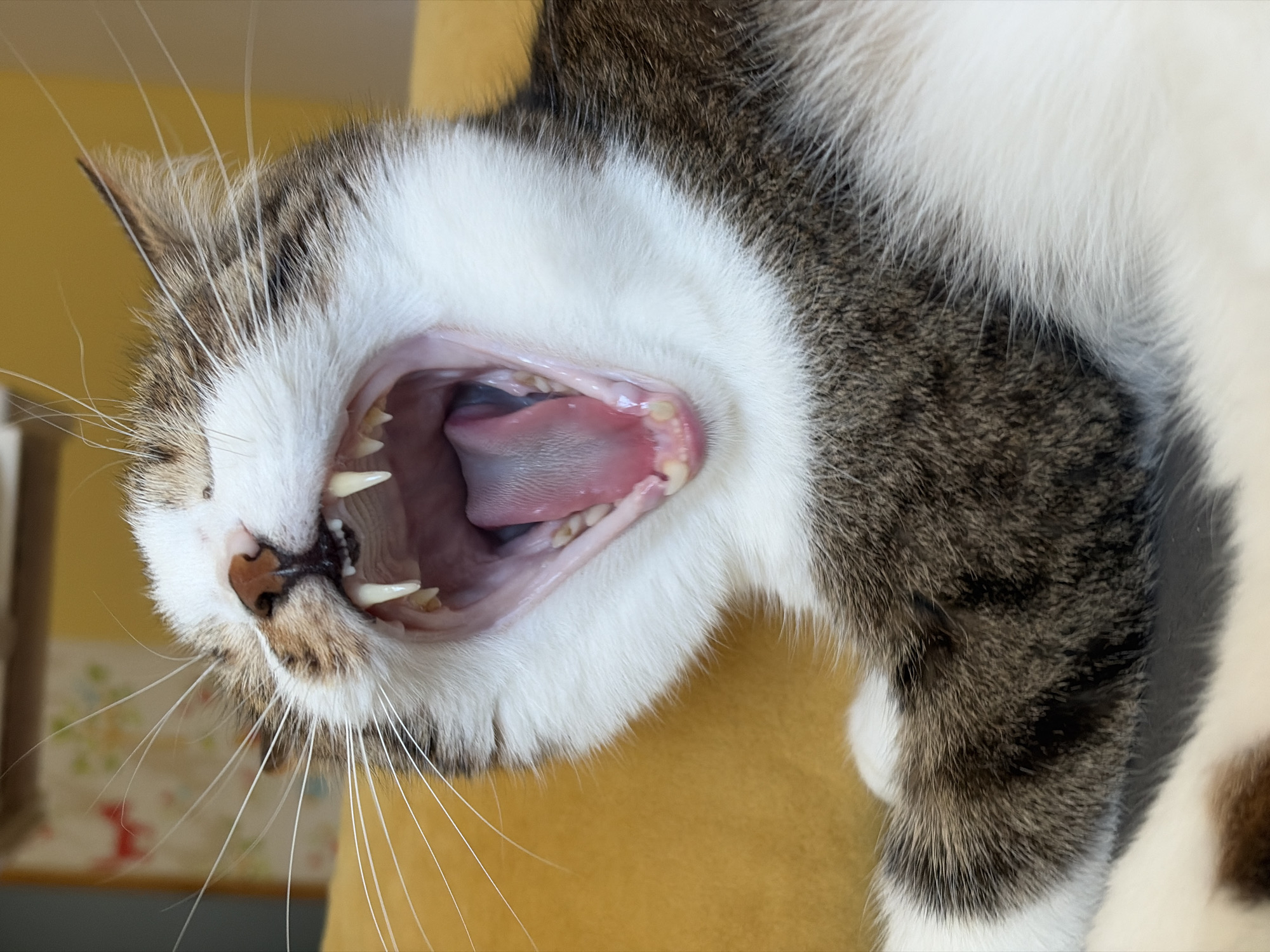 A close-up, slightly angled shot shows a tabby and white cat yawning. The cat's mouth is wide open, revealing its pink tongue, teeth, and the inside of its mouth. Its eyes are closed. The cat is resting on a yellow surface, and its fur is visible in detail, with brown and white stripes. The background is blurred, showing hints of furniture and a wall. There is no indication of the cat's location in Chaikovsky, Russia.