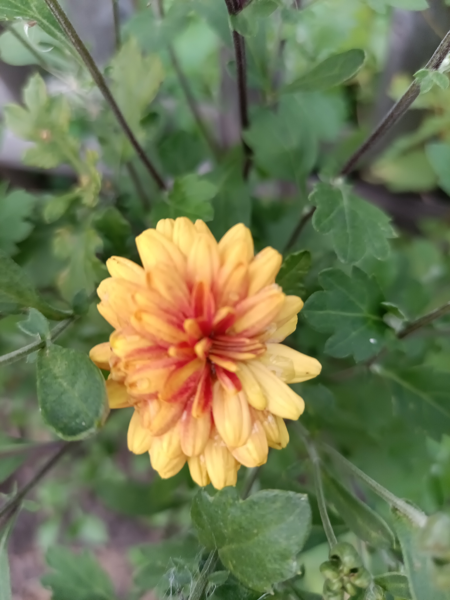 A close-up, top-down, shallow depth-of-field shot captures a vibrant yellow and orange chrysanthemum in bloom. The flower, with its layered petals, is the central focus, surrounded by blurry green foliage and dark stems. Dewdrops are visible on the petals, suggesting recent moisture. The background is a soft blur of greens, indicating an outdoor setting. There are no people or distinct landmarks visible that would place this image in Petropavl, Kazakhstan.