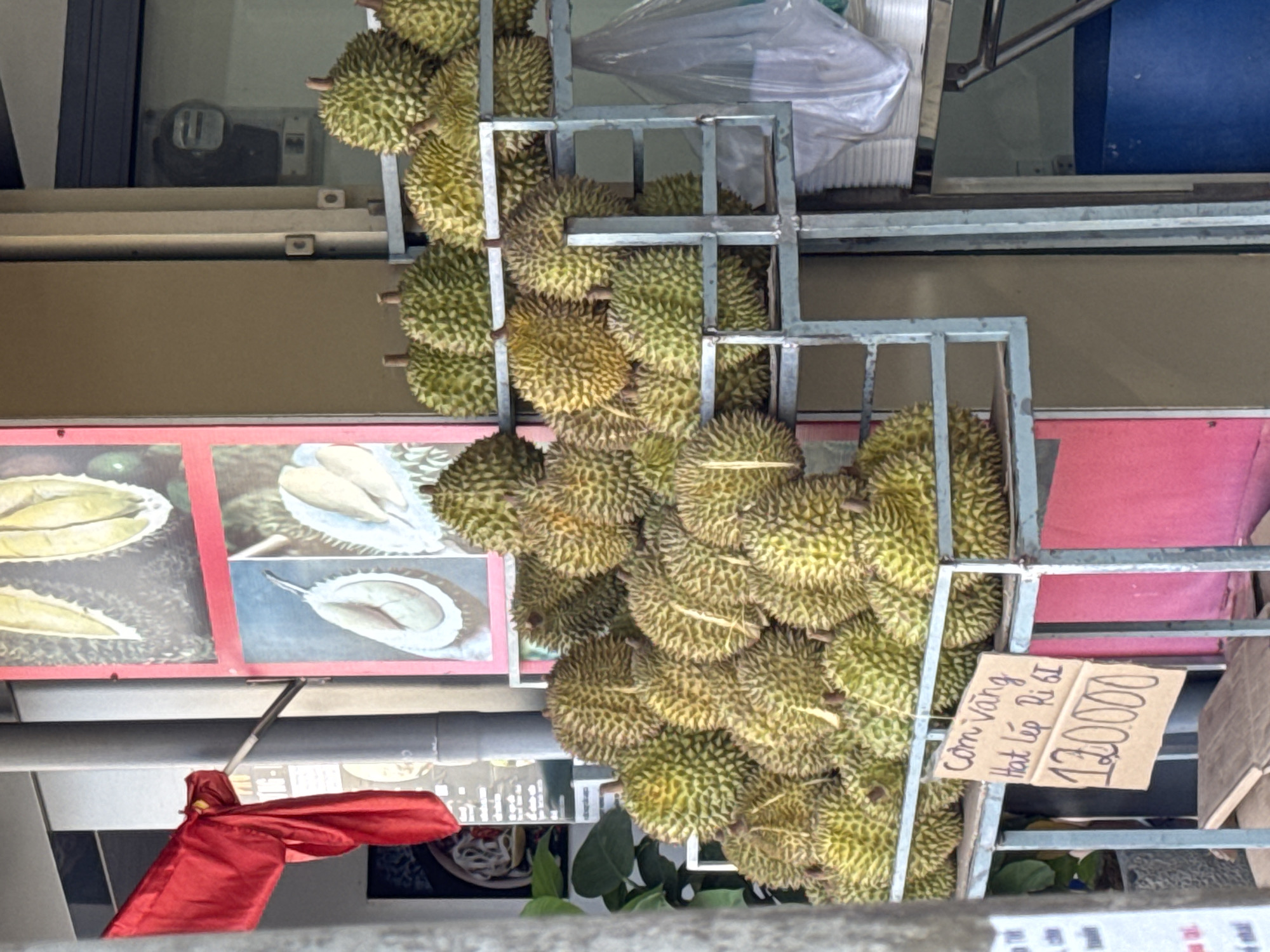 A vibrant outdoor market stall in Da Lat, Vietnam, displays an abundant collection of durians. The spiky, green-yellow fruits are densely packed and arranged across multiple levels of a grey metal shelving unit, indicating a commercial setting.
A prominent handwritten cardboard sign is affixed to the metal rack, detailing the durian variety and price. The text reads: "Cơm Vàng Hạt lép Ri 6T," which translates to "Yellow flesh, small seed Ri 6T," identifying a specific type of durian. Below this, the price "120000" is clearly marked, likely referring to 120,000 Vietnamese Dong.
Behind the durian display, on the left side, are several colorful posters or signs. These visuals showcase the fruit's interior, with detailed illustrations or photographs of bright yellow durian flesh and cross-sections, highlighting the edible parts. A striking red piece of fabric, possibly a flag or decorative banner, hangs down from the top left corner of the image.
The background includes various structural elements of the market stall or a nearby building, such as beige and red walls, shelves, and a white plastic bag. The overall scene captures a lively market environment focused on the sale of fresh durians.