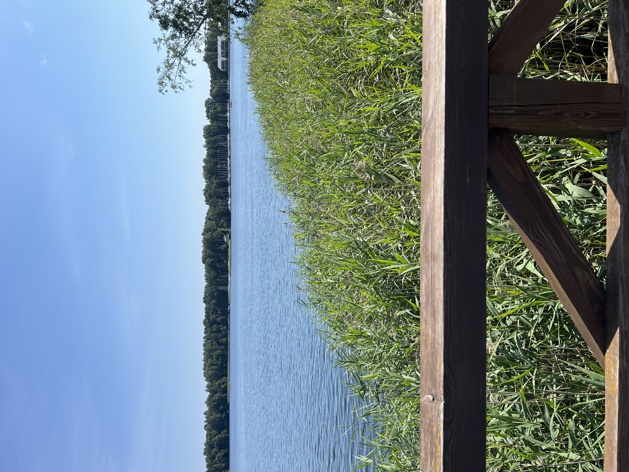 The image depicts a serene lake scene in Trakai, Lithuania, likely during daylight hours. In the foreground, a weathered wooden railing with visible grain and a dark stain creates a barrier. Beyond the railing, lush green reeds and tall grass dominate the immediate shoreline, their stalks swaying gently. The lake itself is a calm expanse of blue water, reflecting the clear, pale blue sky. On the far side of the lake, a dense line of green trees forms a natural border. Visible among the trees and on the water are numerous white sailboats moored along the shore, suggesting a harbor or marina. A white building with a dark roof is also partially visible amongst the trees on the right side of the frame. The overall impression is one of peaceful natural beauty.