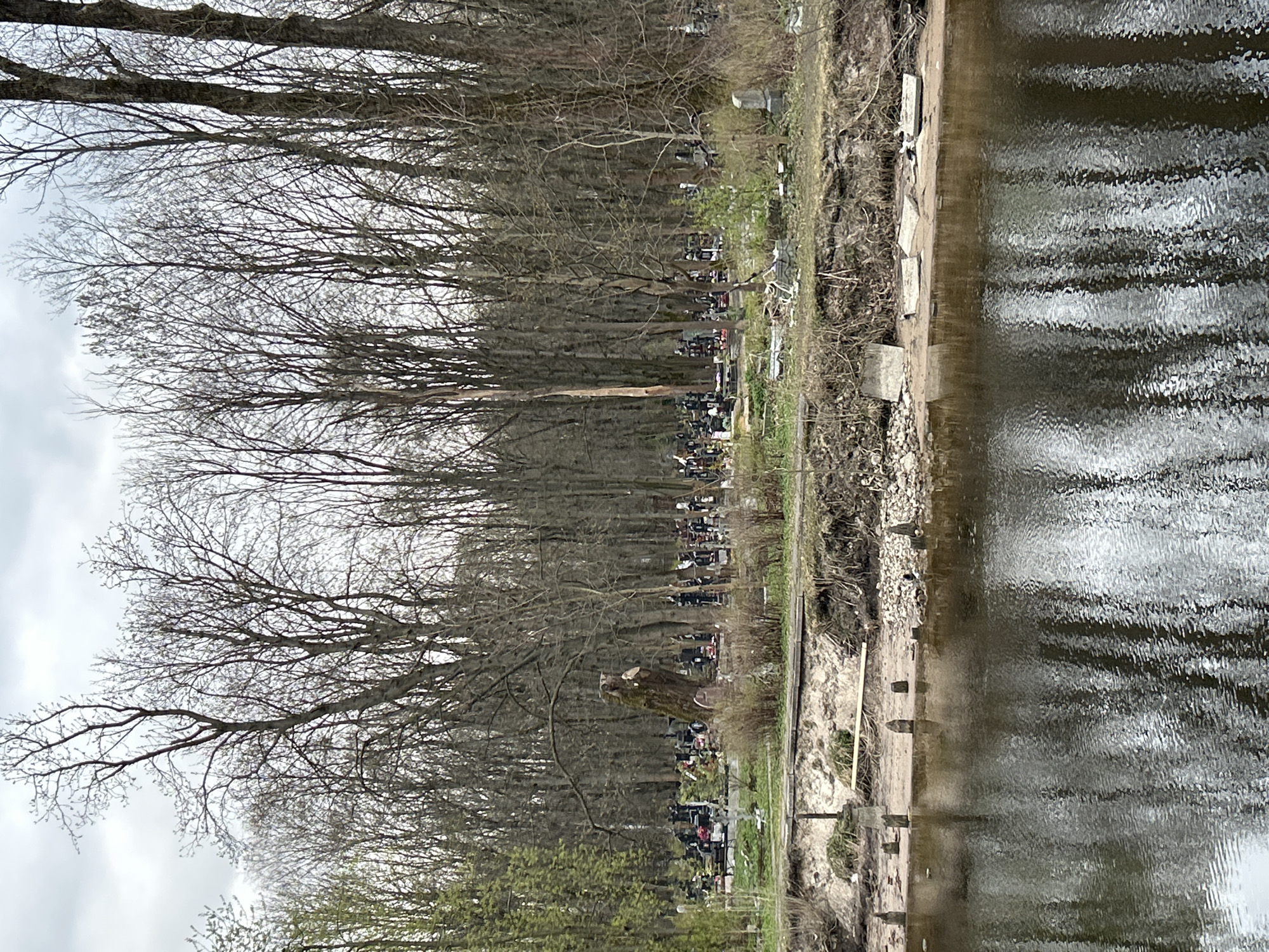 The image captures an overcast, daytime scene of a cemetery located alongside a body of water, likely a river or canal. The season appears to be early spring or late winter, as most of the numerous tall trees lining the cemetery are bare-branched, though some show very early signs of budding green leaves.
On the left side, the cemetery is densely populated with gravestones, monuments, and crosses, visible between the tree trunks and extending into the background. These memorials vary in shape and size, and some appear to have artificial flowers or decorations. The right side of the image features the calm, rippling surface of the water, which reflects the light from the sky. The immediate bank of the water body shows some erosion, with scattered concrete blocks and several wooden posts or planks embedded along the edge, suggesting either old structural remnants or attempts at bank reinforcement.
No specific activities are depicted, and no identifiable individuals are clearly visible, though there are many dark, indistinct shapes among the graves that could be distant visitors. The atmosphere conveyed is quiet and contemplative. There is no legible text visible on any of the gravestones or other objects.