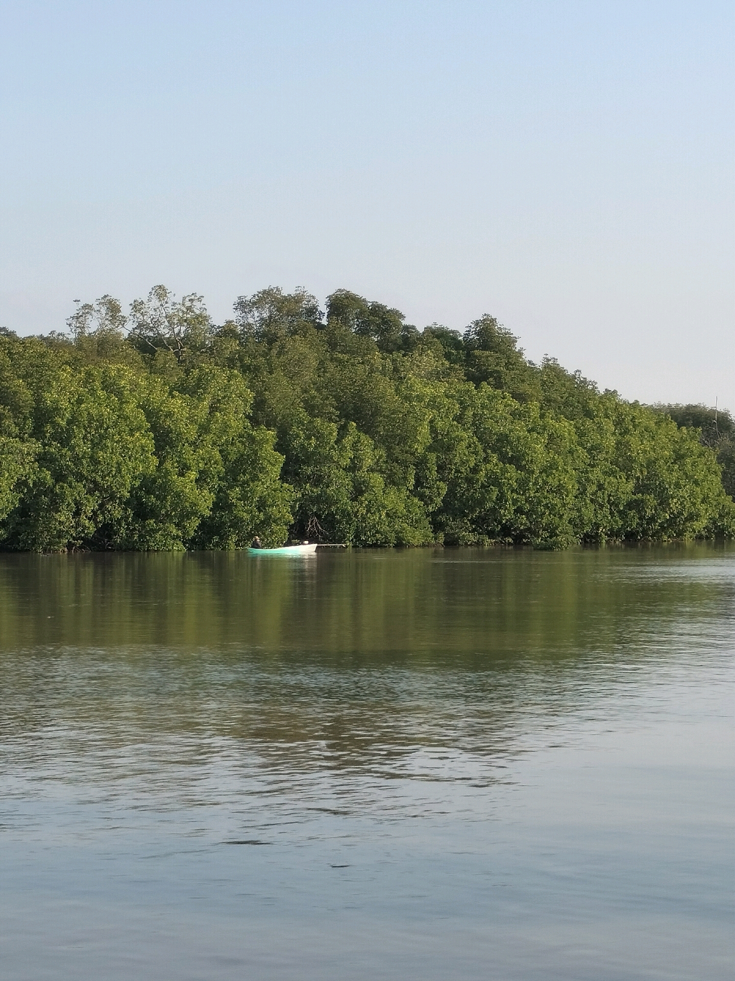A serene water scene unfolds with a lush, green mangrove forest lining the far bank under a clear, pale blue sky. The water in the foreground is calm, reflecting the dense foliage and the sky with subtle ripples distorting the image. A small, light-colored boat with a dark stripe is positioned near the edge of the forest, with a person standing in it, appearing to be engaged in an activity. The overall impression is one of tranquility and natural beauty. The location is Bunati, Indonesia.