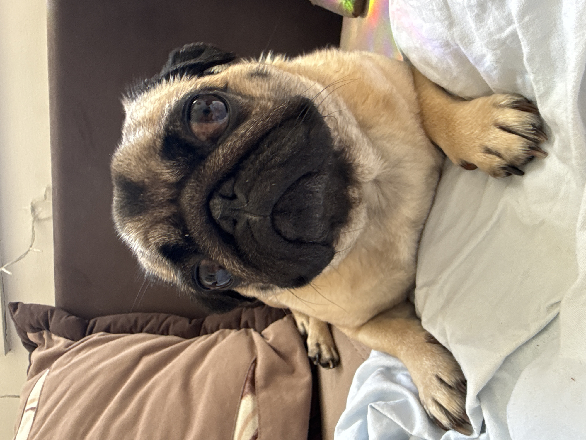 The image shows a pug dog lying on a bed. The pug is a fawn color with a black mask and wrinkles. Its eyes are large and dark, and its ears are floppy. The dog is lying on its side, with its head resting on a pillow. Its paws are visible, and one paw is resting on a white sheet. The background is blurred, but it appears to be a bedroom. The lighting is soft and natural, suggesting it is daytime. The overall mood of the image is relaxed and cozy.