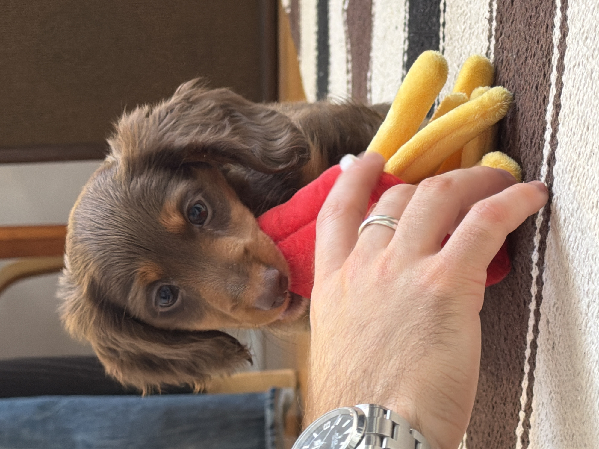 A close-up shot shows a brown, long-haired dachshund puppy chewing on a red and yellow plush toy. A fair-skinned human hand, adorned with a silver ring and wristwatch, holds the toy. The background features a striped beige and brown fabric, likely a blanket or upholstery. The location and setting are not explicitly visible in the image and cannot be determined as Montreal, Canada, or any other specific place.