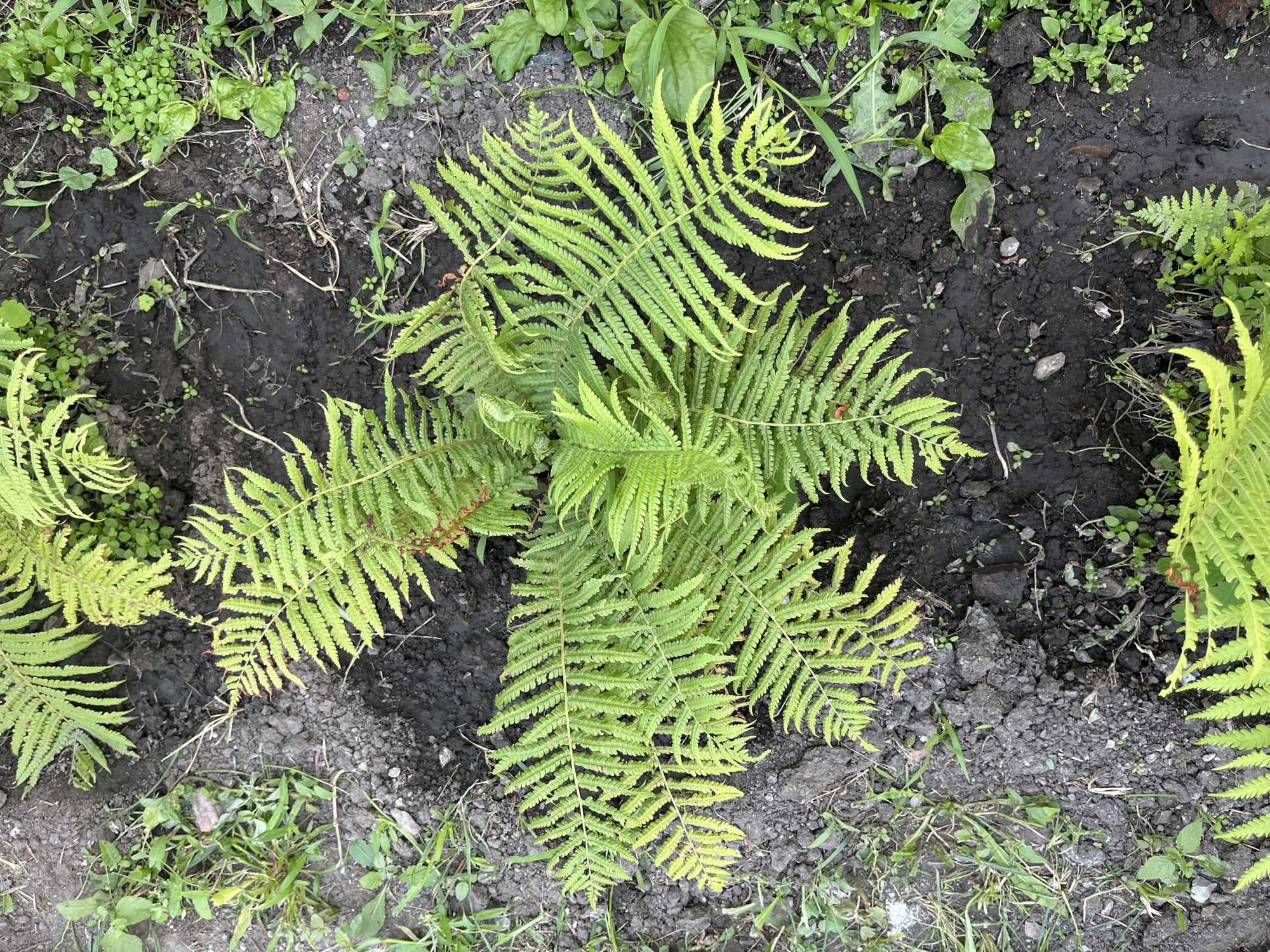 This is a top-down, high-angle, full shot of a cluster of vibrant green ferns growing in dark, moist soil. The ferns are the dominant subject, with their fronds fanning out in intricate patterns. The soil appears recently watered, with some areas showing puddles. The ground is partially covered with grass and other small green plants. The scene is outdoors, likely in a garden or park setting, with no visible man-made structures. The location is identified as Saratov, Russia. There are no people or animals in the image.