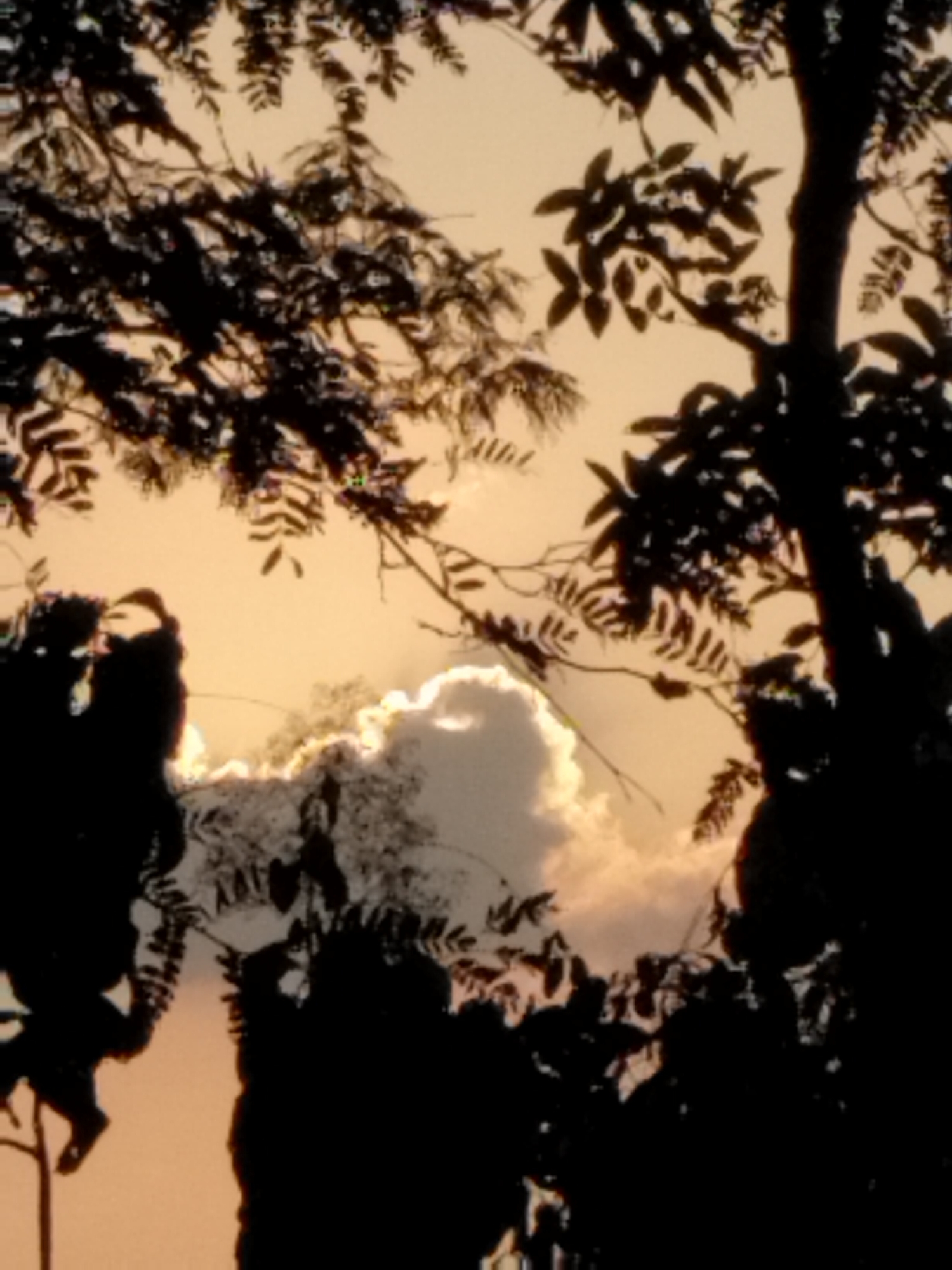 The image captures a silhouetted view of trees and foliage against a hazy, orange sky. A prominent cloud formation is visible in the center-right of the frame, partially illuminated by an unseen light source, likely the sun. The foreground is dominated by dark silhouettes of branches and leaves, suggesting a dense canopy. The overall impression is one of a natural scene, possibly a park or wooded area, at dusk or dawn, with a muted color palette. There are no discernible people, structures, or specific identifiable landmarks within the frame.