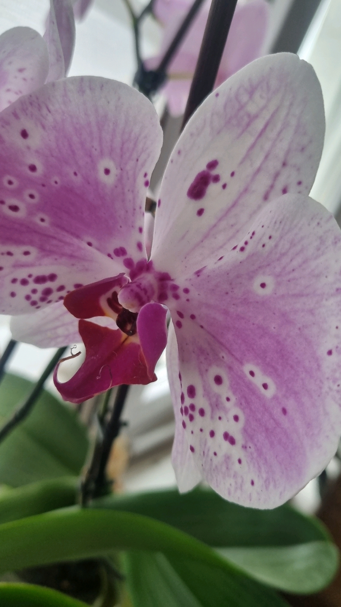 A close-up, vertical shot captures a pink and white orchid in bloom. The flower's petals are speckled with darker pink spots and exhibit delicate vein patterns. The center of the orchid features a deep pink, almost crimson, lip. Green leaves are visible in the foreground and background, suggesting the plant is in its natural or potted environment. The lighting appears to be natural, possibly from a window, creating soft shadows and highlights on the petals. The background is blurred, hinting at an indoor setting, but there are no specific urban or city identifiers present that would link it to Smila, Ukraine.