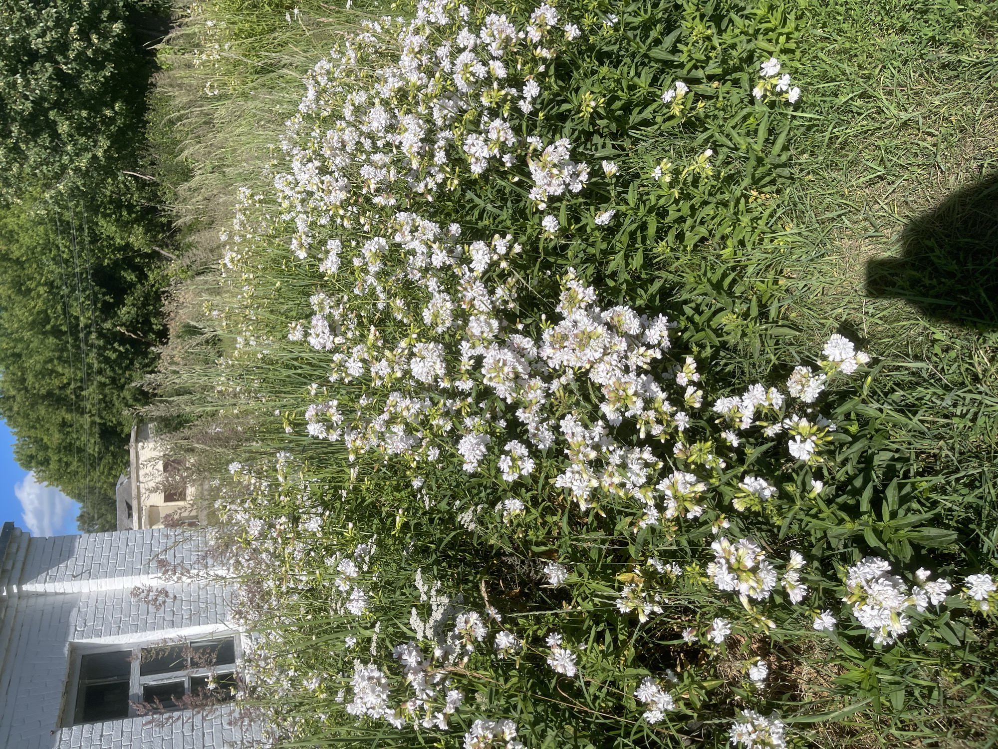 The image depicts an overgrown area with a cluster of white wildflowers in the foreground, partially obscuring the shadow of a person in the bottom right corner. Behind the wildflowers, tall grasses and greenery are visible, leading to a backdrop of trees and a partially visible, weathered building with a white brick facade and a window on the left. To the right of the main building, another, lighter-colored structure is partially visible. The sky above is blue with scattered white clouds. The scene suggests a natural, somewhat neglected environment, possibly on the outskirts of a settlement. Given the context of a city named Заречный, Russia, this could be a rural or semi-rural area within or adjacent to the city, characterized by vegetation reclaiming abandoned or seldom-used spaces.