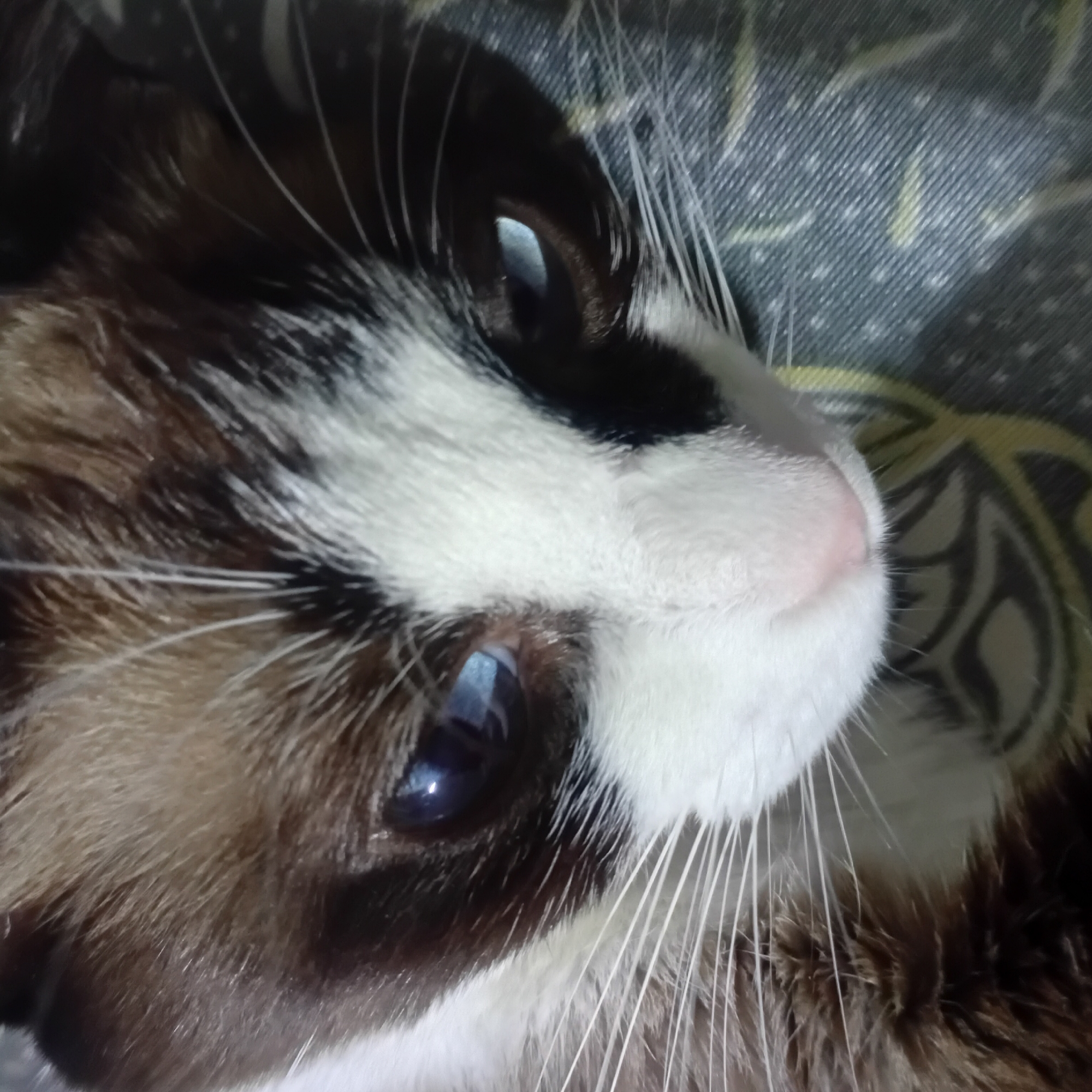A close-up shot captures the face of a cat. The cat has primarily white fur with patches of black and brown, particularly around its eyes and ears. The cat's eyes are a deep blue color and are partially open. Its nose is pink. White whiskers radiate from its muzzle. The cat rests on a patterned surface with gray and yellow markings.