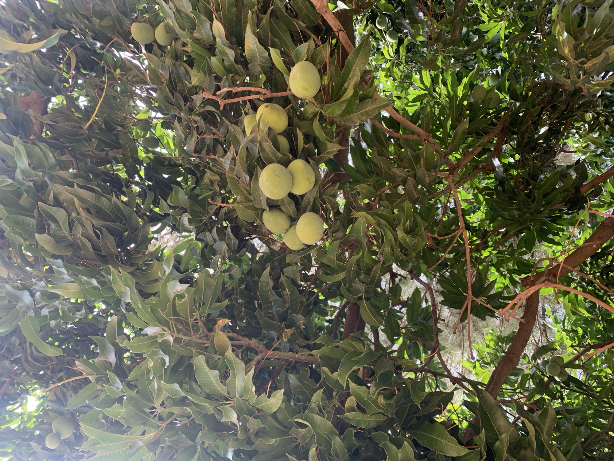 The image depicts a mango tree laden with unripe mangoes, viewed from a low angle. The leaves are predominantly green, dense, and partially obscure the sky. Several branches are visible, bearing clusters of round, green mangoes. The environment appears to be outdoors. It cannot be conclusively determined if the location is Rafin Par, Nigeria. There are no people visible.