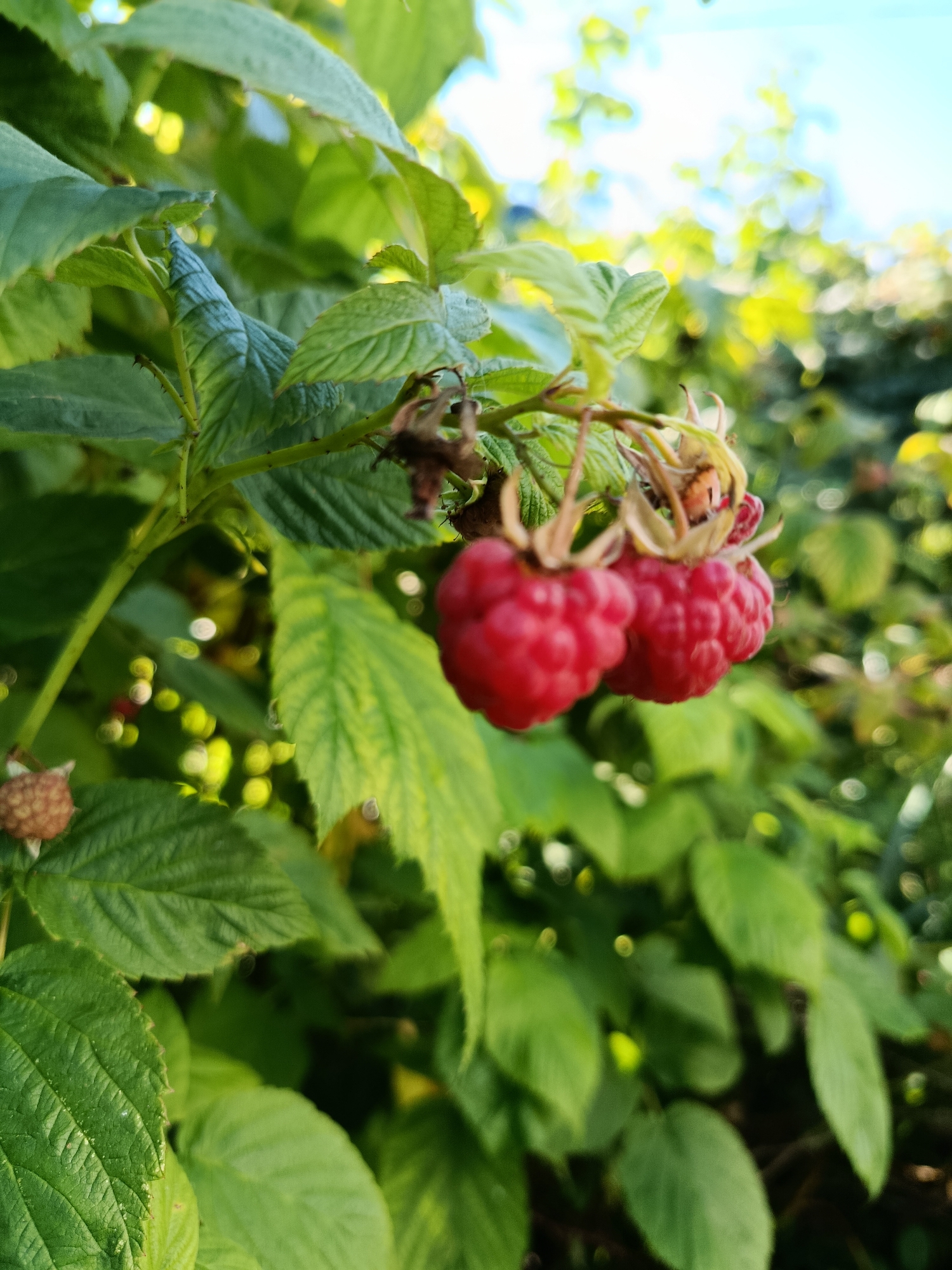 The image shows a close-up view of a raspberry bush. Two ripe, red raspberries are prominently featured in the center of the frame, hanging from a branch with green leaves. A third, unripe raspberry is visible in the lower left corner. The background is a blur of green foliage and dappled sunlight, suggesting an outdoor setting. The specific location in the city of Верея, Russia, cannot be determined from the image alone.