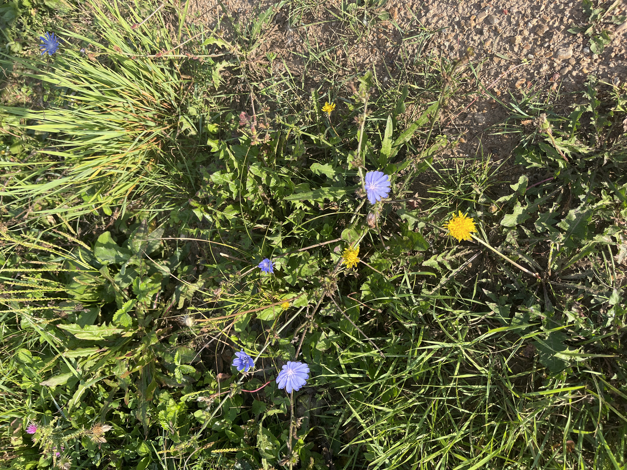 The image depicts a close-up view of a patch of wild vegetation, likely in a park or natural area. The dominant elements are various green plants, including grasses with long, slender blades and broader-leaved plants. Scattered among the greenery are several wildflowers. There are at least three bright blue, daisy-like flowers, likely chicory, and at least two yellow, dandelion-like flowers. The ground beneath the vegetation appears to be a mix of soil and small stones, suggesting an outdoor, unpaved setting. The lighting indicates it is daytime, with sunlight casting shadows and highlighting the textures of the plants. The scene is natural and unmanicured, characteristic of a roadside verge or a less-maintained section of a park. No people or man-made structures are visible. The specific location in Ufa, Russia, cannot be determined from the visual information provided in the image.