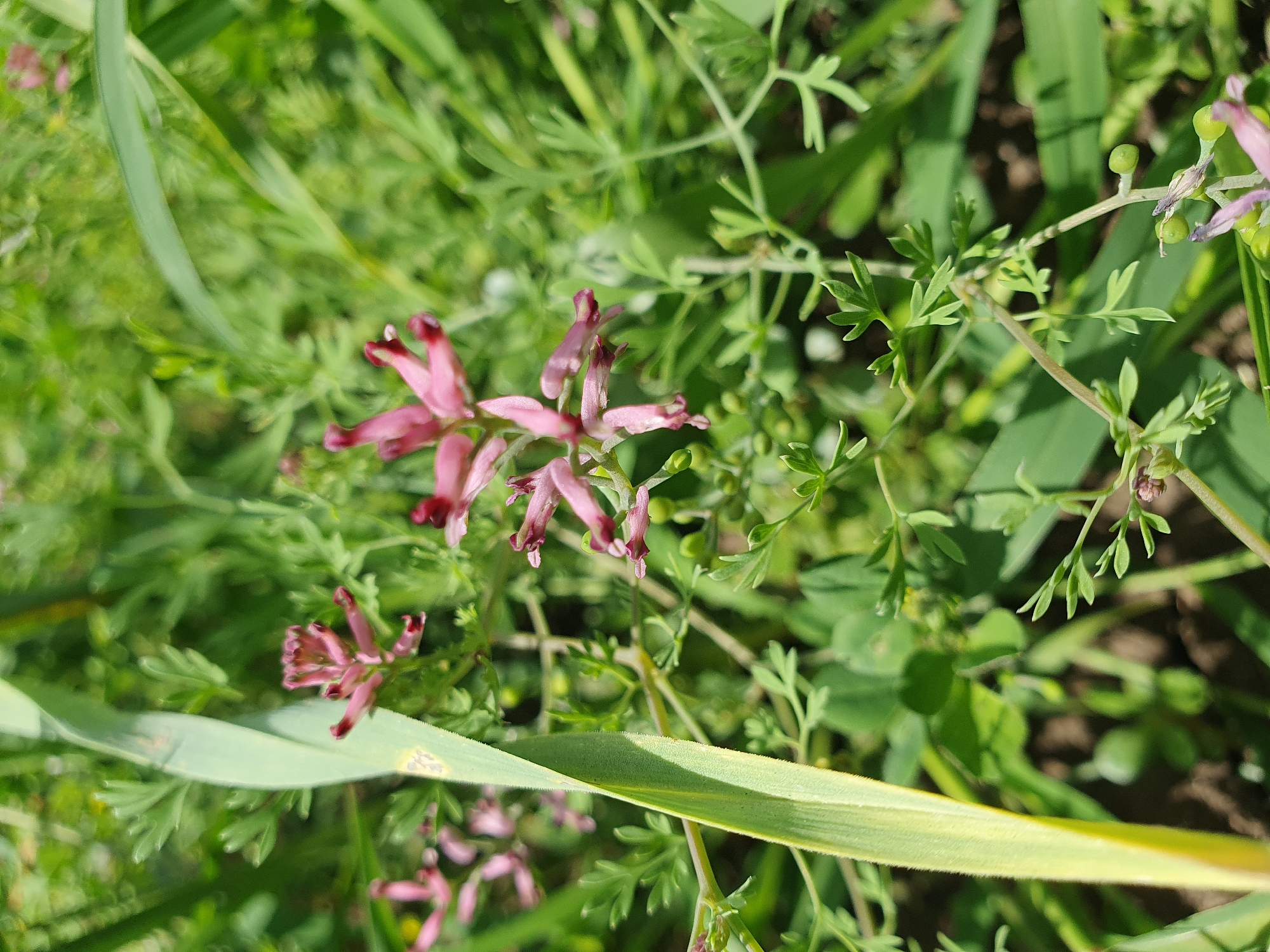 The image shows a close-up view of pink fumewort flowers and green foliage in Novoivanivka, Ukraine. The flowers are small with distinctive spurs, and they are growing among various green leaves and stems. The background is blurred, suggesting a shallow depth of field, with more greenery visible. The lighting indicates it is daytime, with sunlight dappling through the leaves. There are no people or animals present in the image.