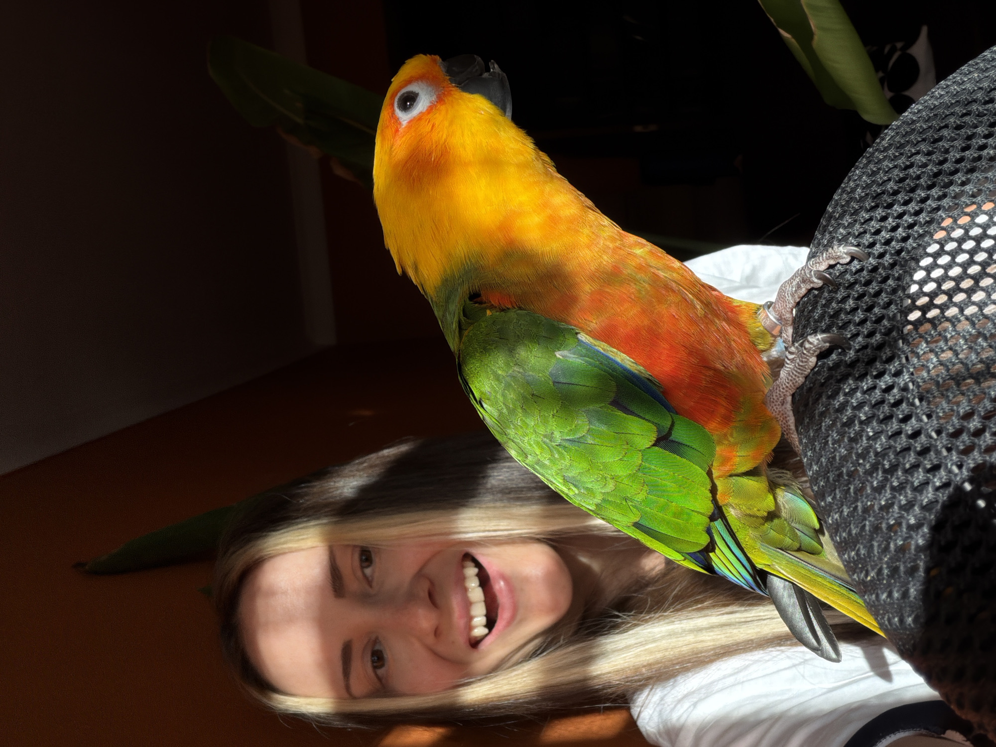 An indoor, sunlit portrait captures a vibrant parrot perched near a smiling young woman in Khimki, Russia. The main subject is a colorful parrot, likely a Sun Conure, with striking yellow and orange feathers on its head and chest, transitioning to bright green on its back and wings, with hints of blue. It has a black beak and a prominent eye, appearing alert and healthy. The parrot is perched on a dark, mesh-like surface, possibly the back of a chair or a bag.
Below the parrot, and slightly to the left, is the smiling face of a woman with long, two-toned blonde and brown hair. She is looking upwards with a wide, joyful smile, revealing her teeth. Her fair skin is illuminated by direct sunlight, which also highlights her hair. She appears to be lying down or leaning back, wearing a white top.
The setting is an indoor space, evidenced by a dark background and what appears to be a large green houseplant leaf in the upper left corner. The strong, direct sunlight suggests it is daytime. The overall mood is cheerful and affectionate, capturing a happy moment between the woman and her pet parrot. No visible text is present in the image.