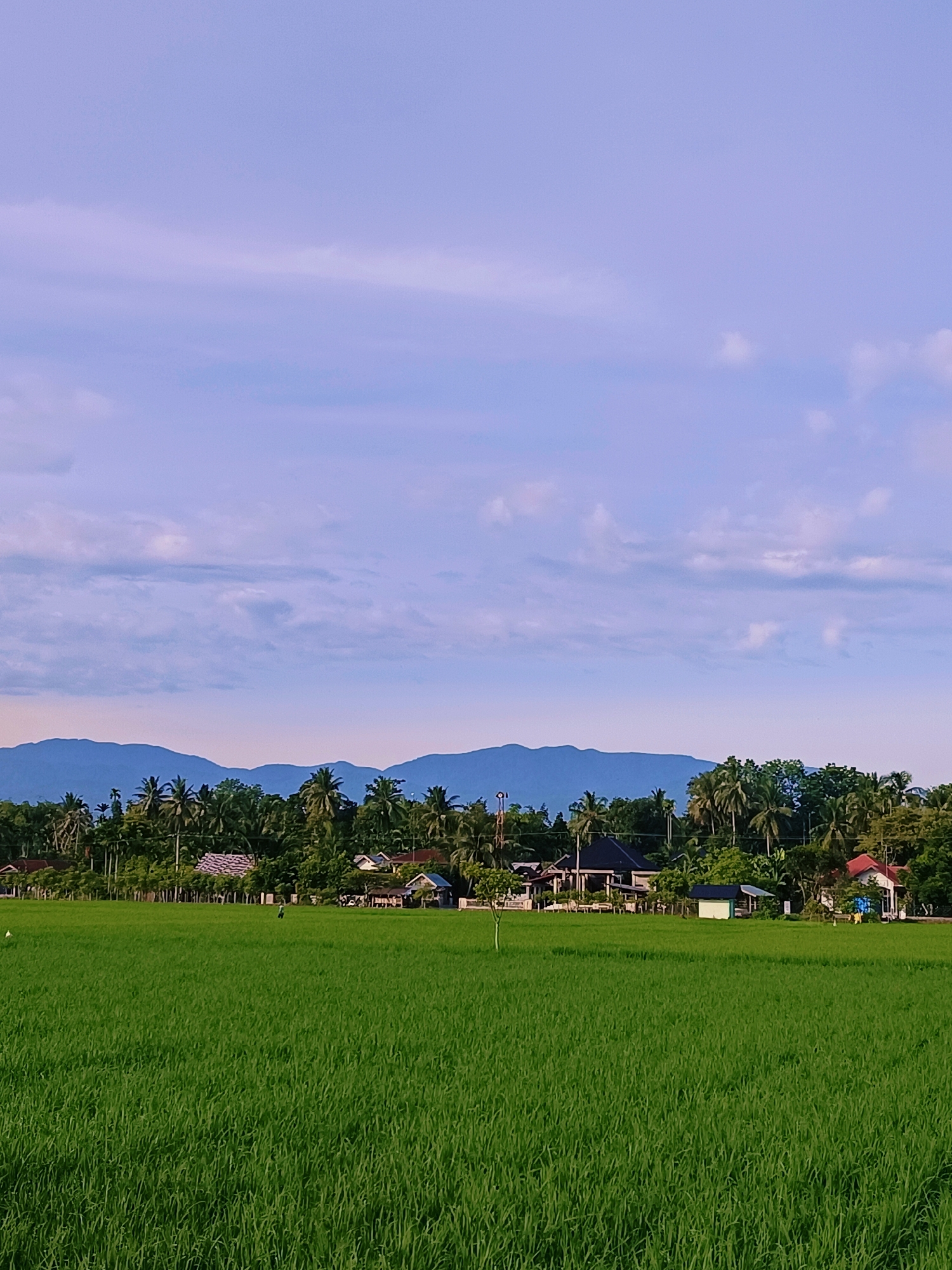 The image captures a serene rural landscape in Kampungjumpa, Indonesia, dominated by a vast expanse of vibrant green rice paddies. In the distance, a line of lush green trees and palm trees forms a natural border, behind which gentle blue mountains rise against a pale lavender sky filled with wispy white clouds. Several houses with red and white roofs are nestled among the trees, suggesting a small village. A solitary figure is visible walking in the rice field, and a white bird stands to the left of the frame. The overall scene conveys a sense of peaceful rural life under a soft, diffused light.