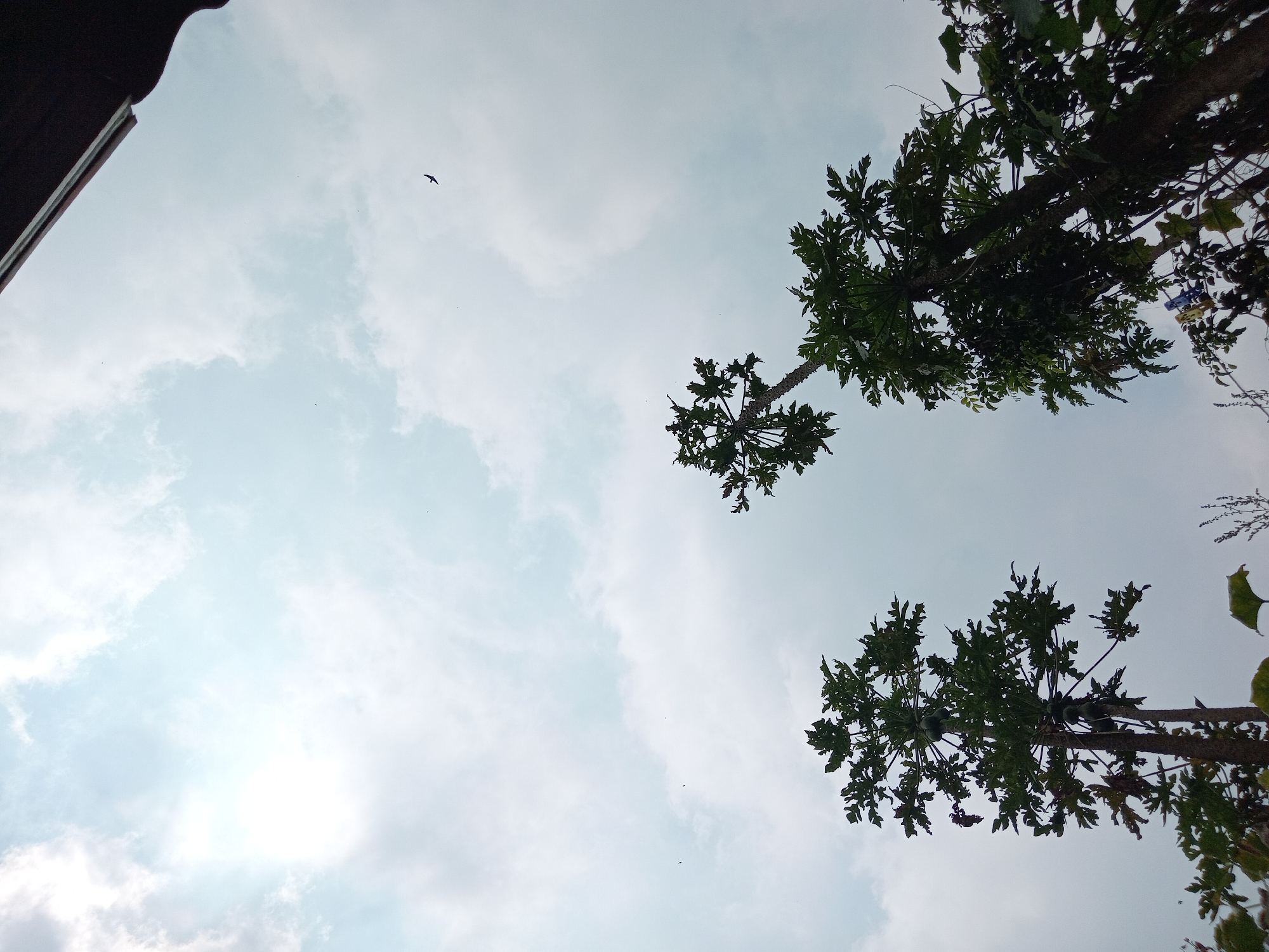 The image captures a low-angle view of two papaya trees against a cloudy sky. The trees are tall and slender, with lush green foliage. Several papayas are visible hanging from the branches of the left tree. In the upper right portion of the sky, a small bird is in flight. The scene is set outdoors with a dark overhang visible in the top right corner, suggesting a structure or building edge. The sky is predominantly light blue with scattered white clouds, and there appears to be a soft sunlight filtering through. The location is identified as Claket, Indonesia.